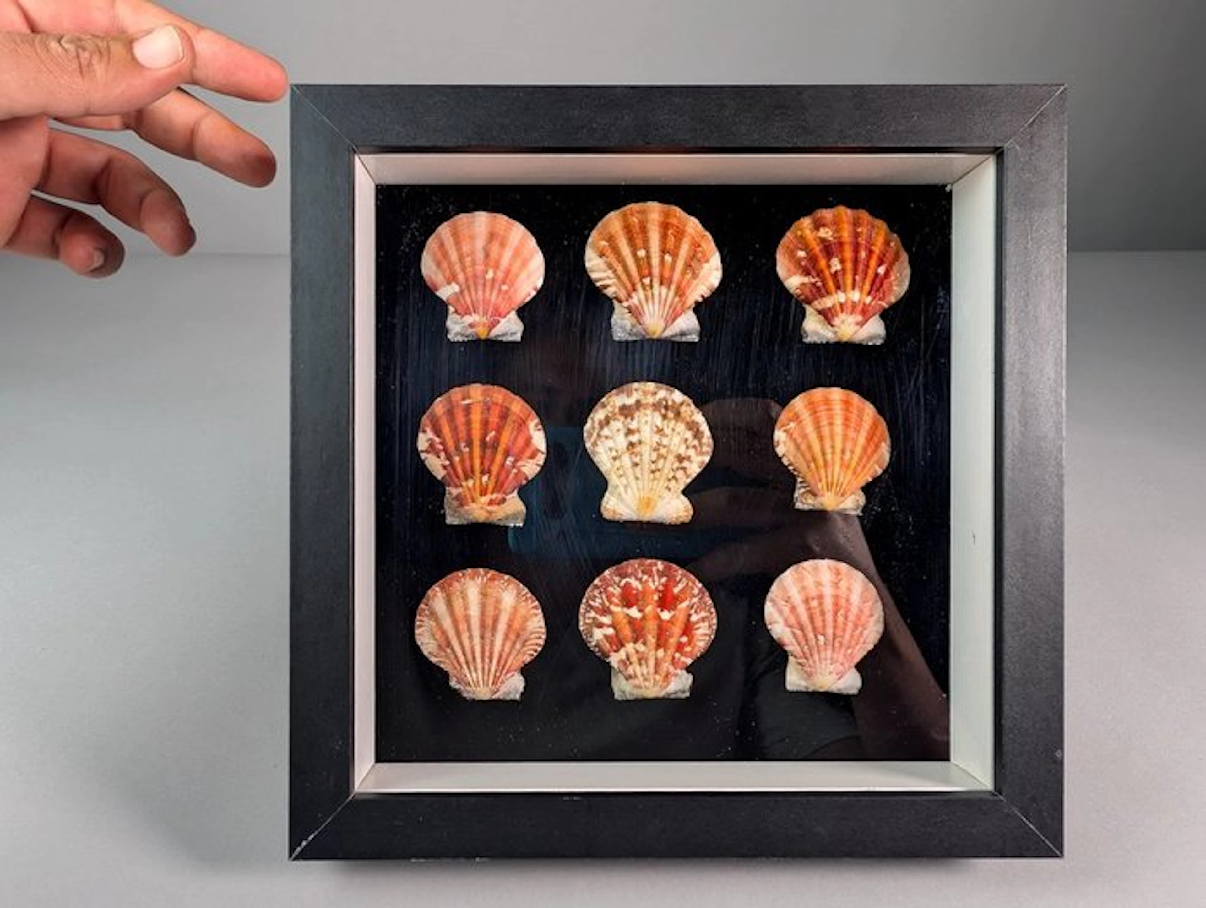 Box of 35 Complete Pecten Shells Sea shell - Pectininae sp. (No reserve price)
