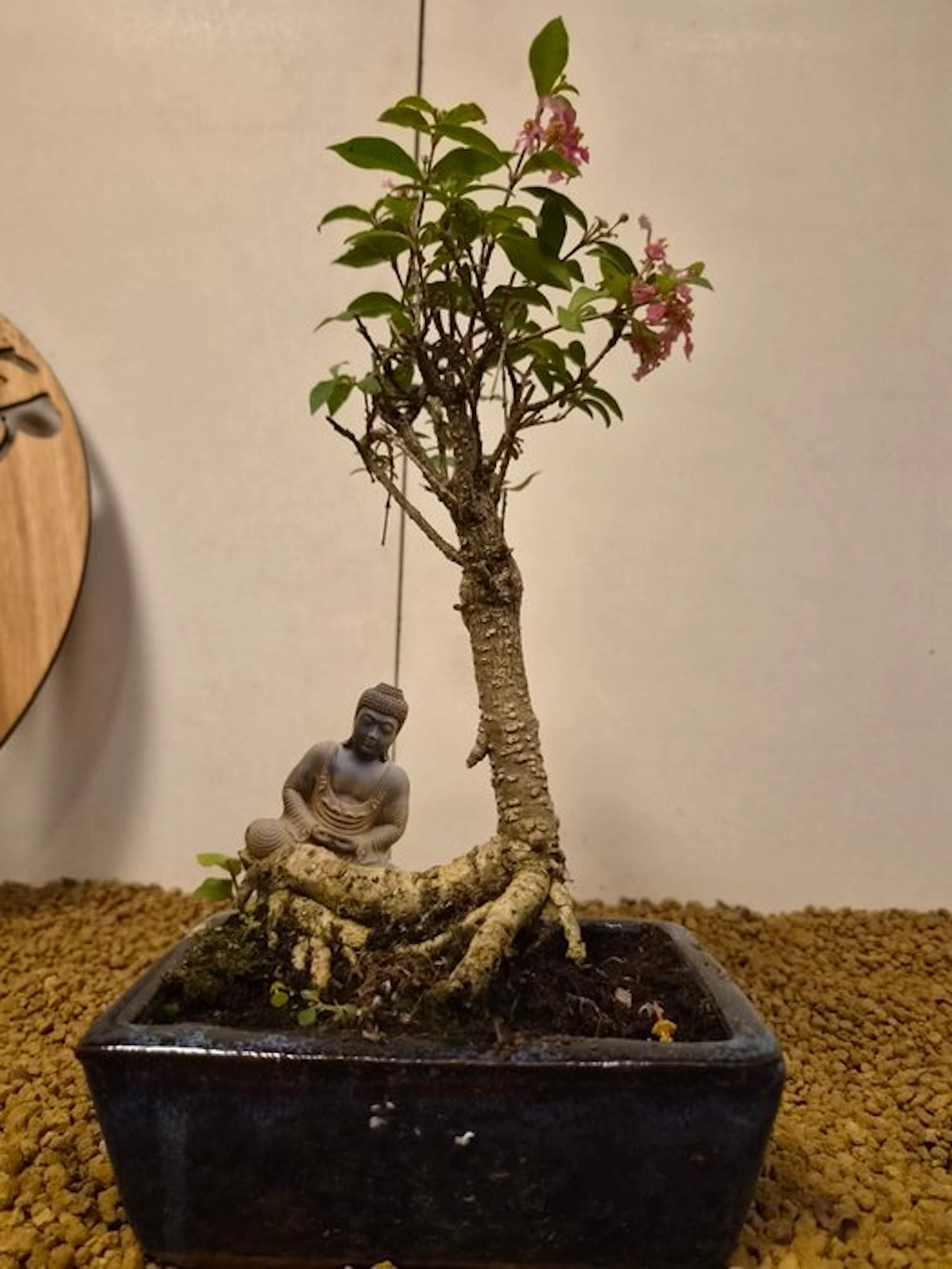 Malpighia - Height (Tree): 25 cm - Depth (Tree): 12 cm - Belgium