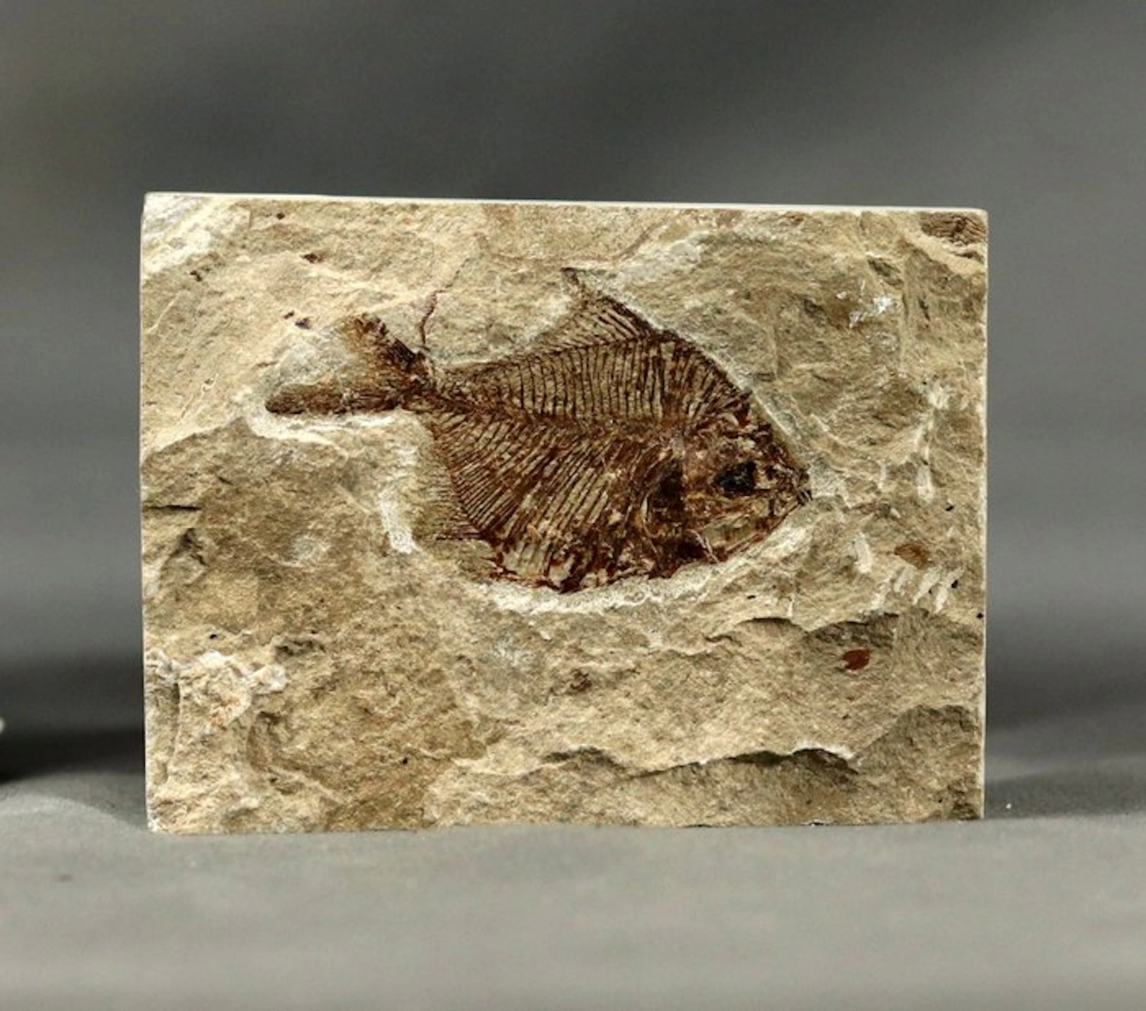 Finest fossil fish on stone - - Fossilised animal...