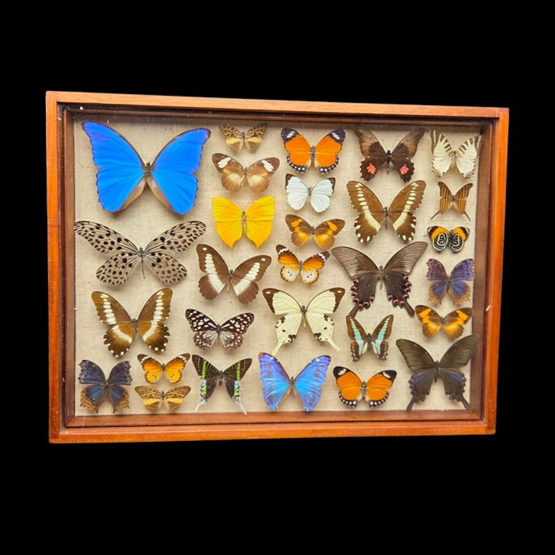 Fabulous World butterflies incide large wood box (50x39...
