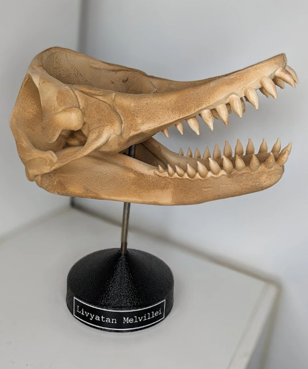 Fossil skull - Livyatan Melvillei - Museum-Grade Replica - 35 cm - 20 cm