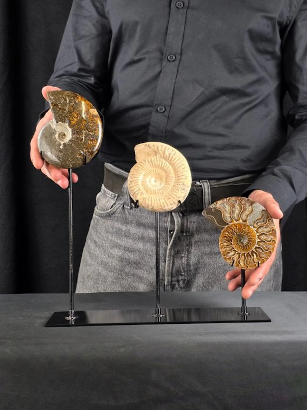 Ammonite - Fossilised animal - Decorative Collection of 3...