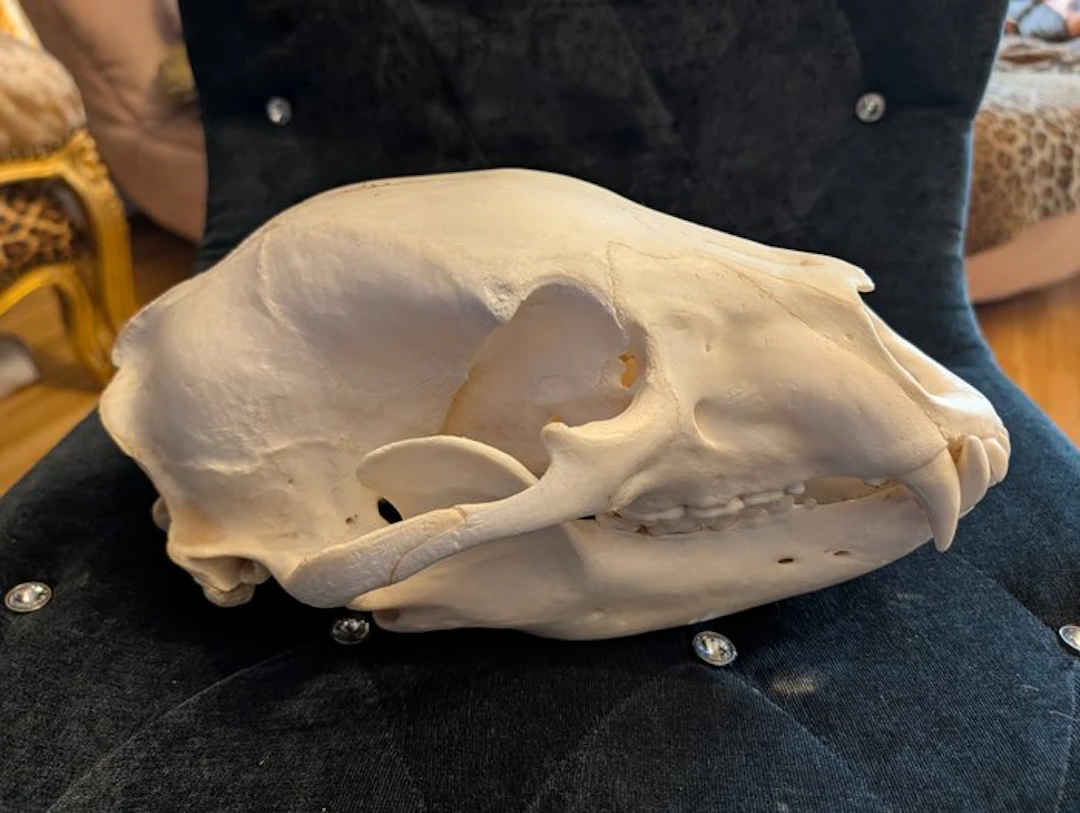 North American Black Bear Skull Bone - Ursus americanus...