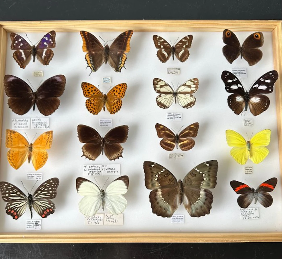 Unique Museum Lot 16x Irreplaceable Exotic Day...