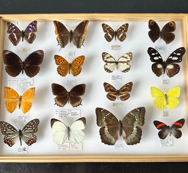 Unique Museum Lot 16x Irreplaceable Exotic Day...
