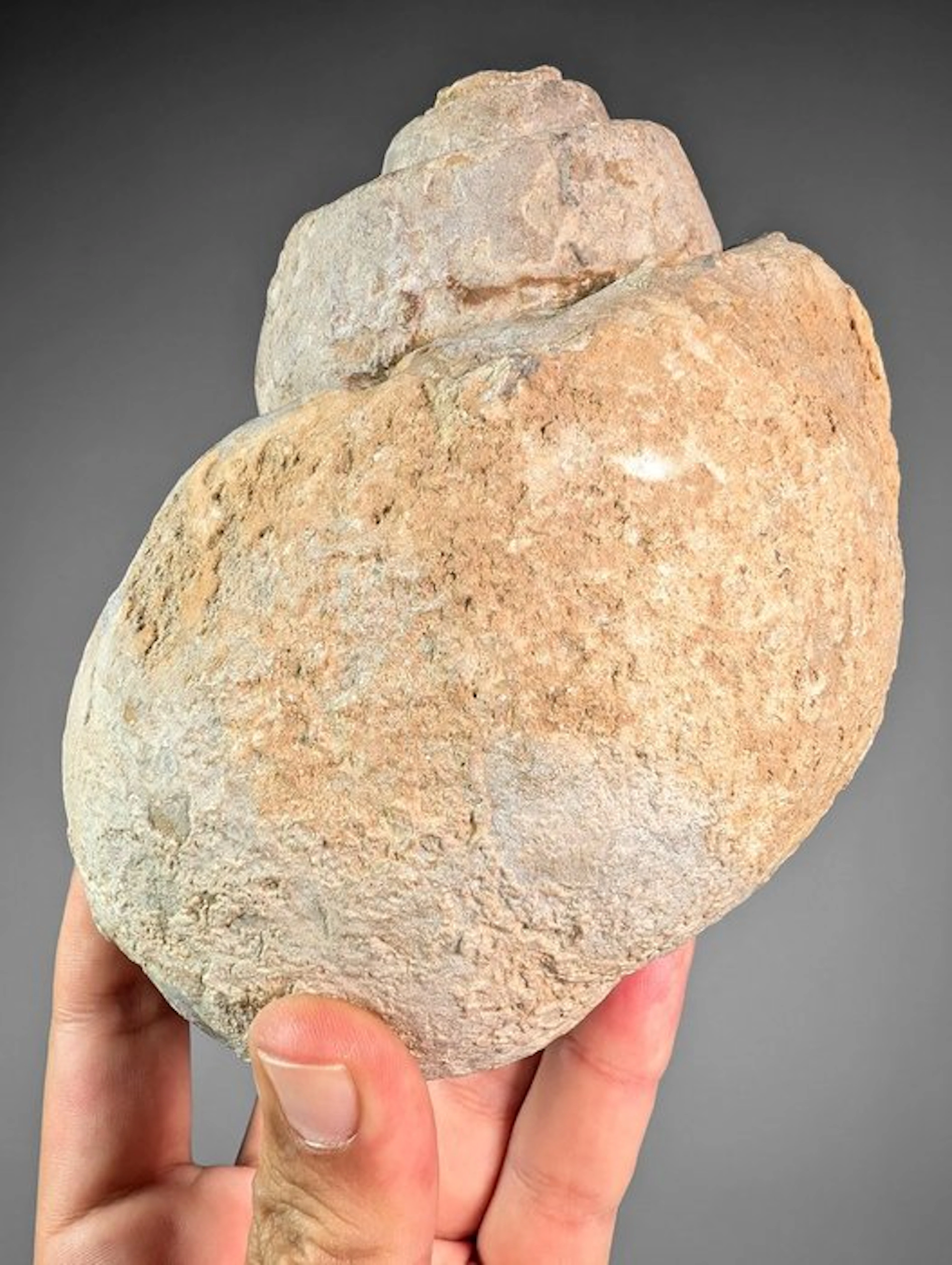 Giant Natica Fossil - Fossilised shell - Natica sp - 13.5...