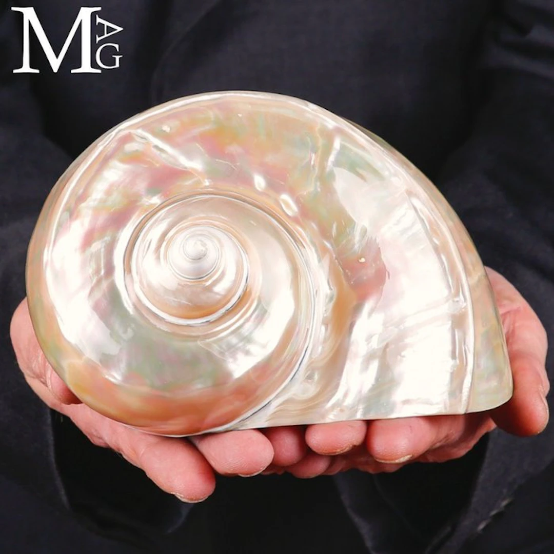 Vortex of Mother-of-Pearl Turbo marmoratus - Height: 168...