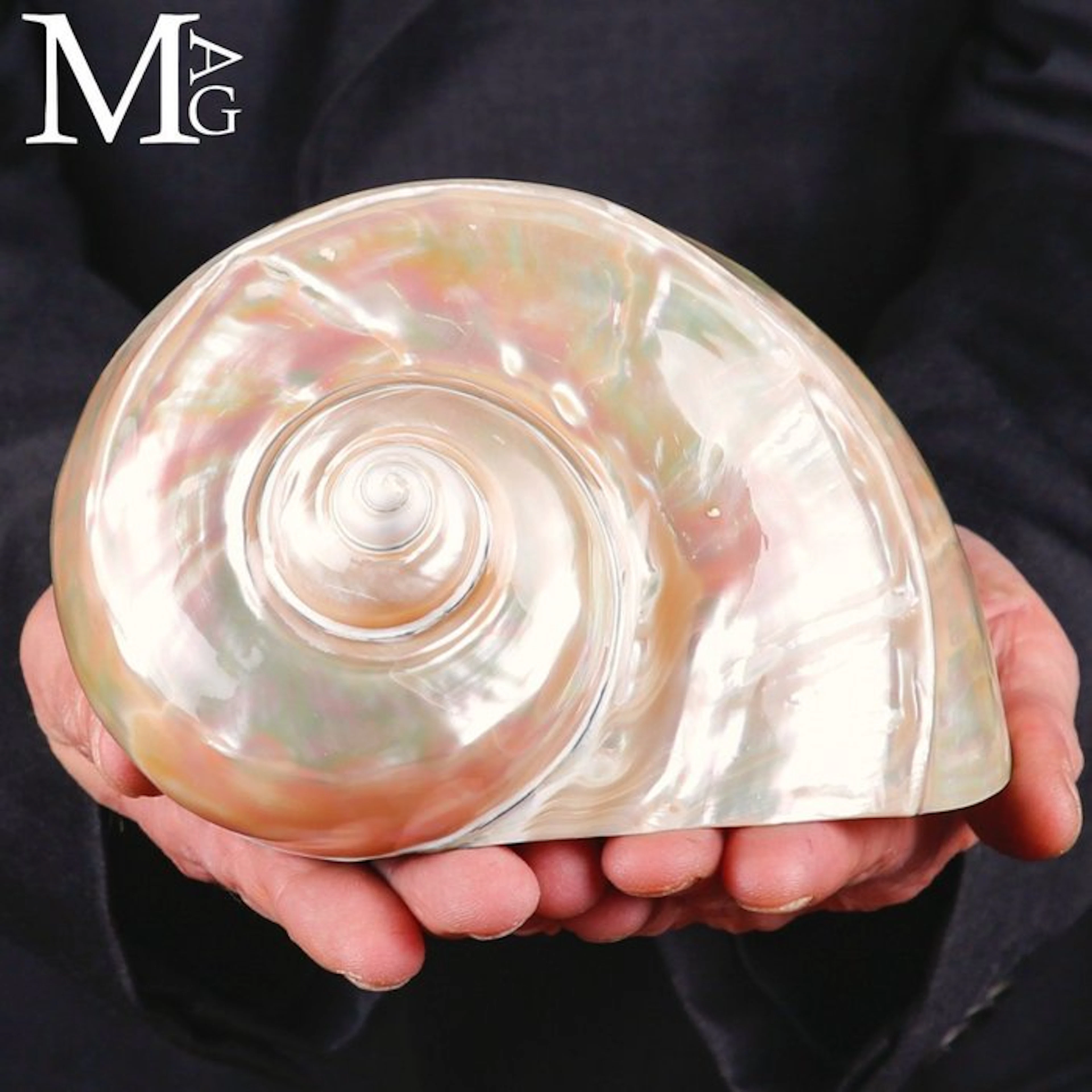 Vortex of Mother-of-Pearl Turbo marmoratus - Height: 168...