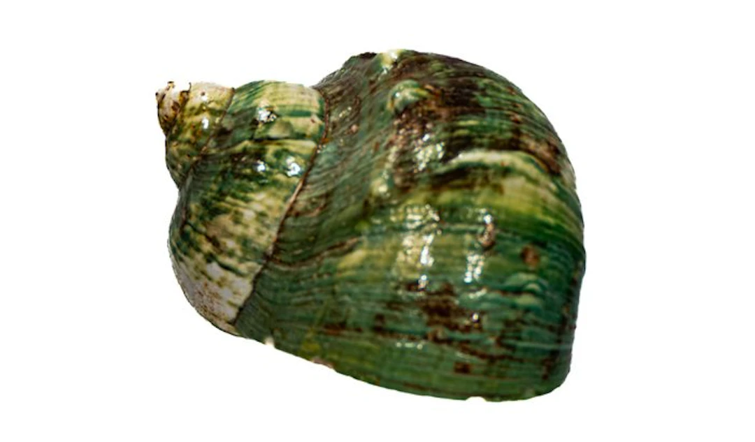 Exclusive auction: magnificent Turbo marmoratus (Green...