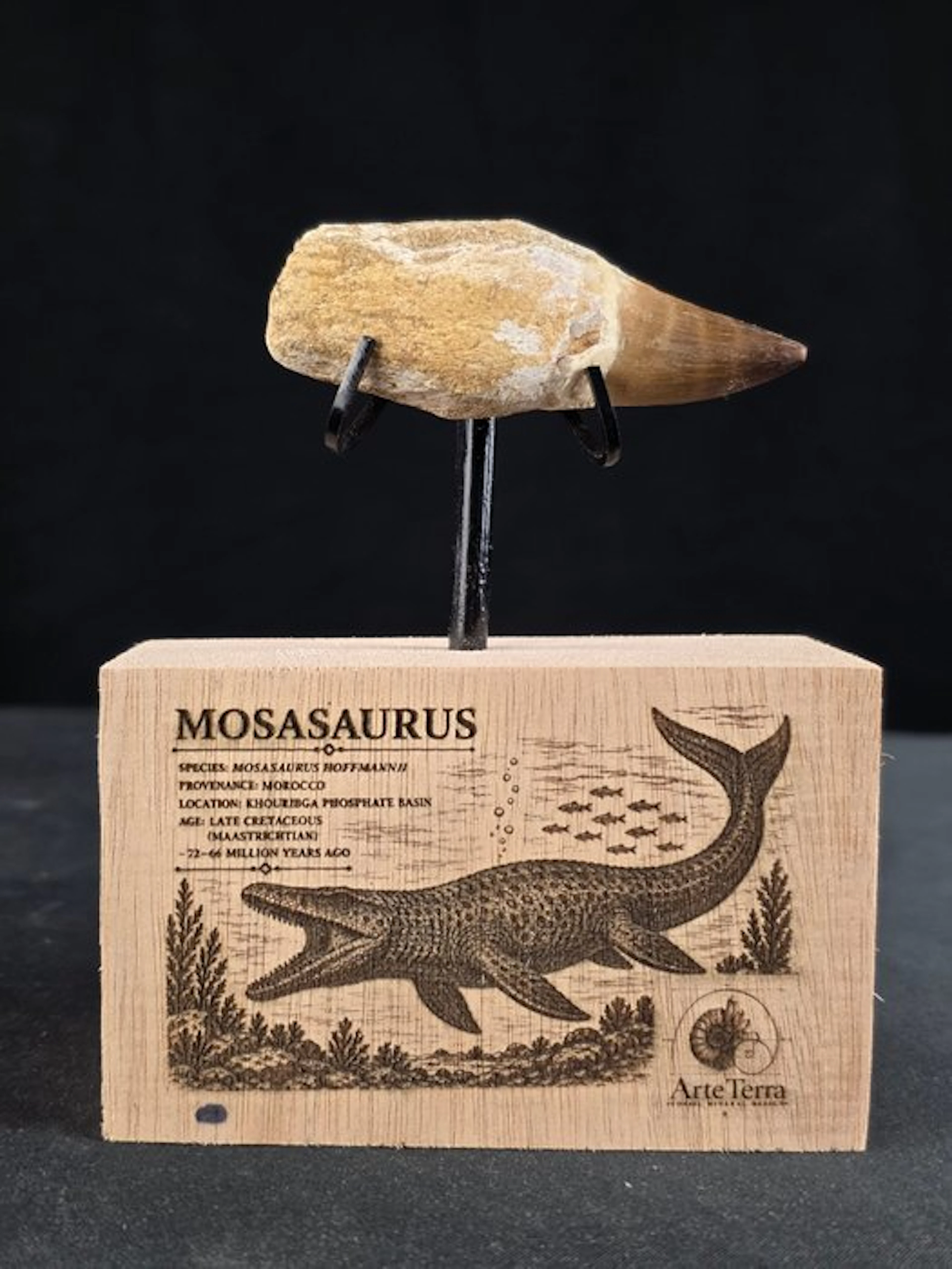 Mosasaur - Fossil tooth - Mosasaur tooth on a custom base (No reserve price)