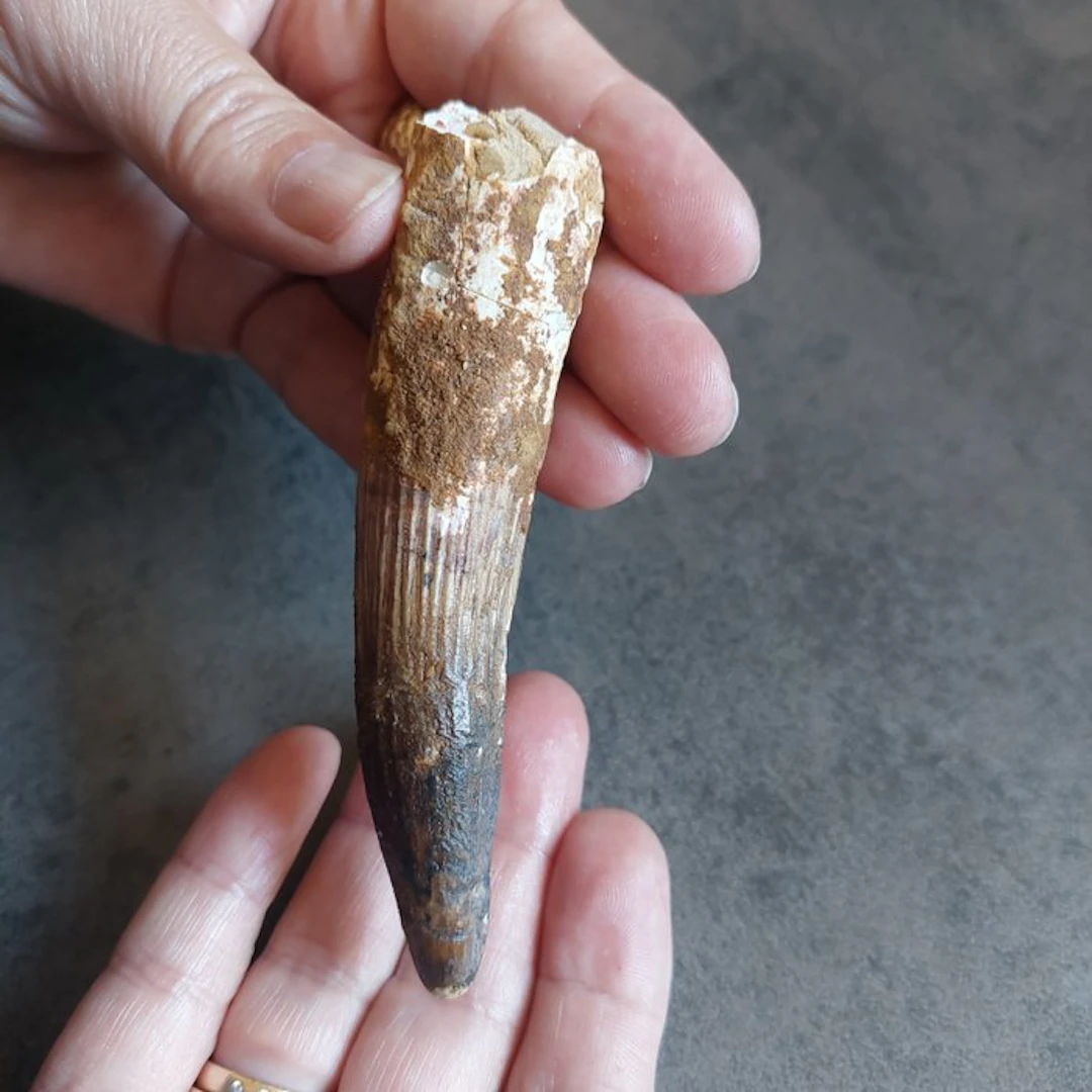 Dinosaur - Fossil tooth - Spinosaurus aegyptiacus - 110 mm - 25 mm