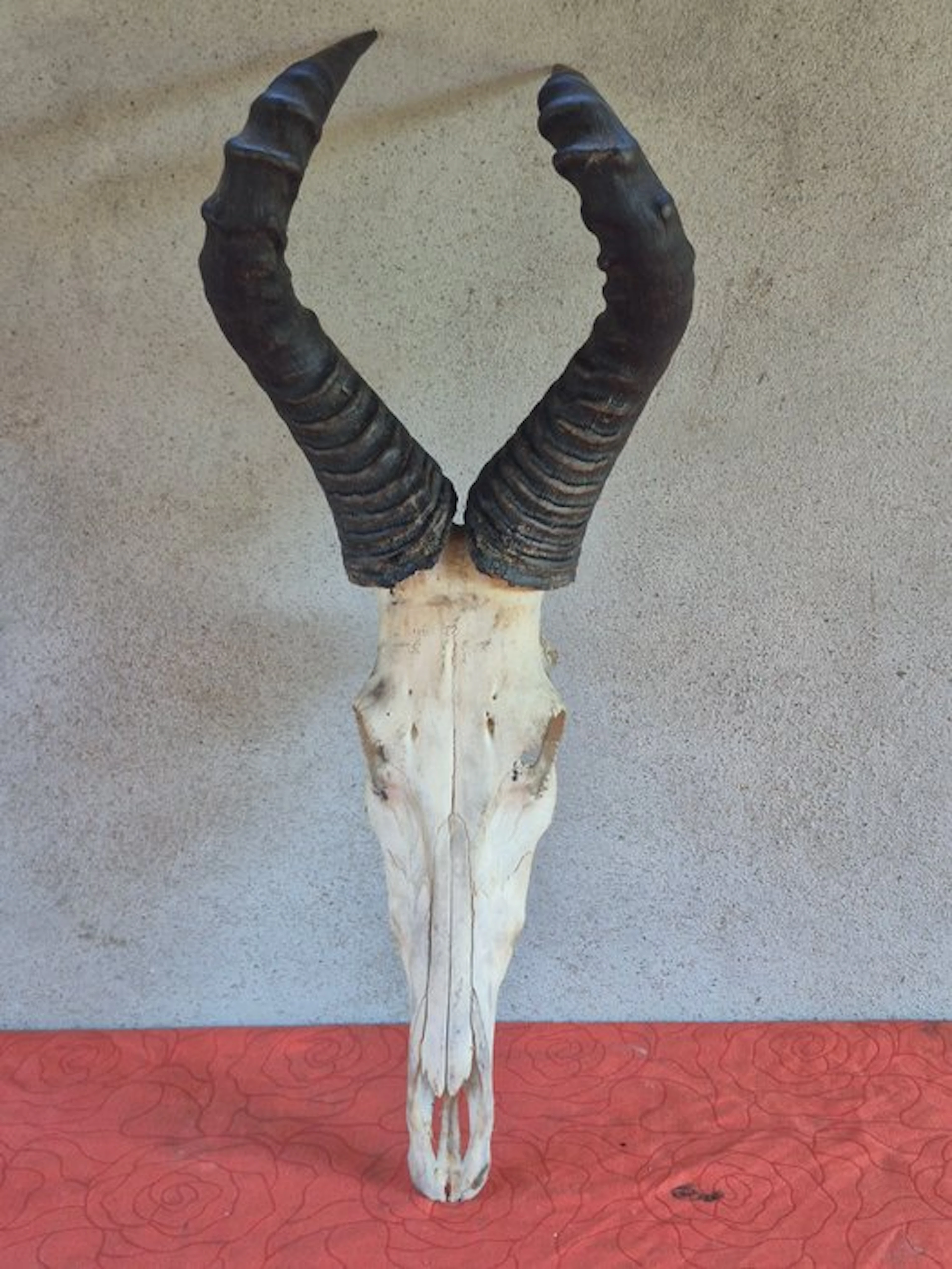 Bubale of Liechtenstein - Taxidermy wall mount...