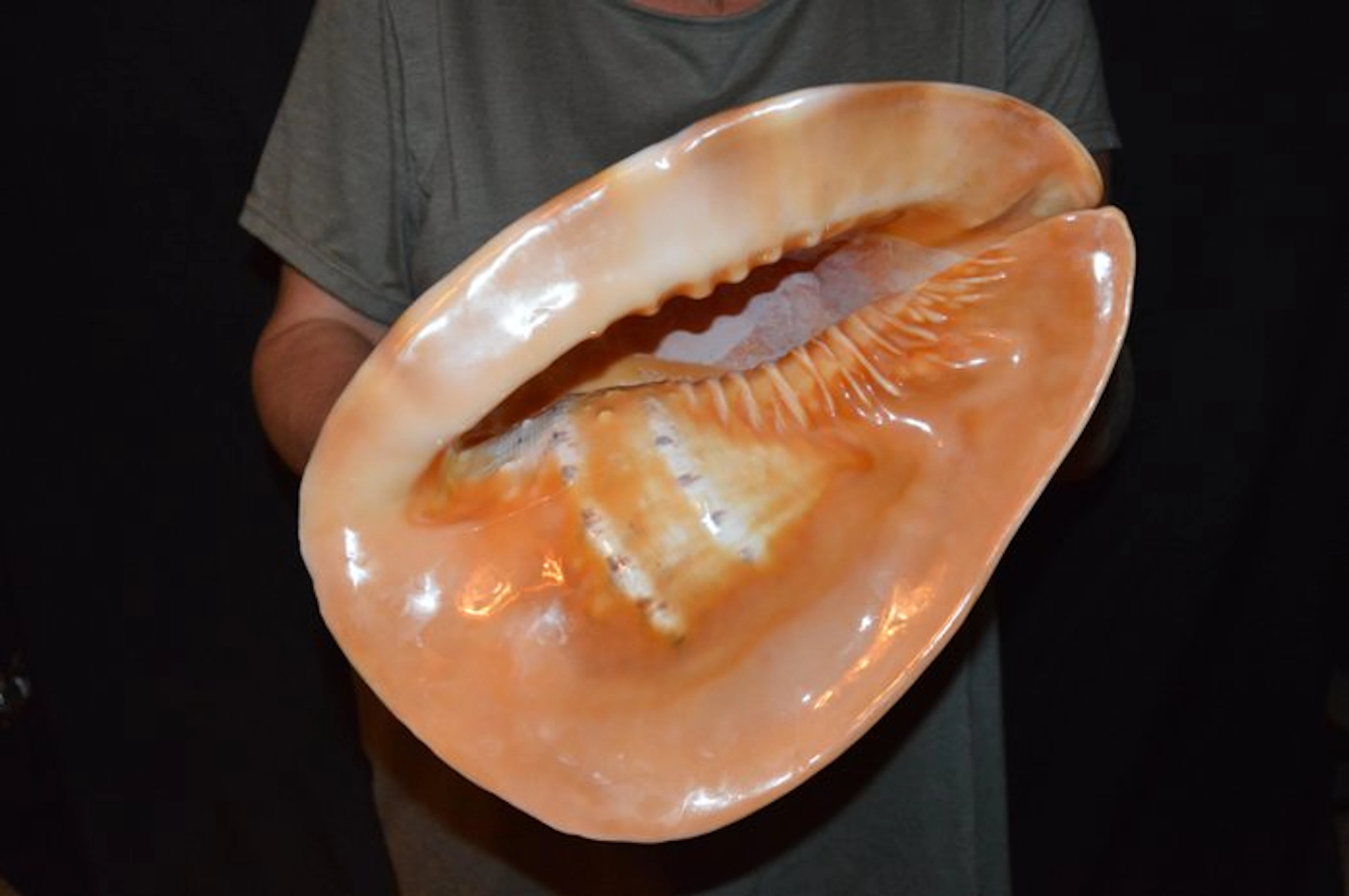 Sea Snail Sea shell - S-580 CASSIS CORNUTA