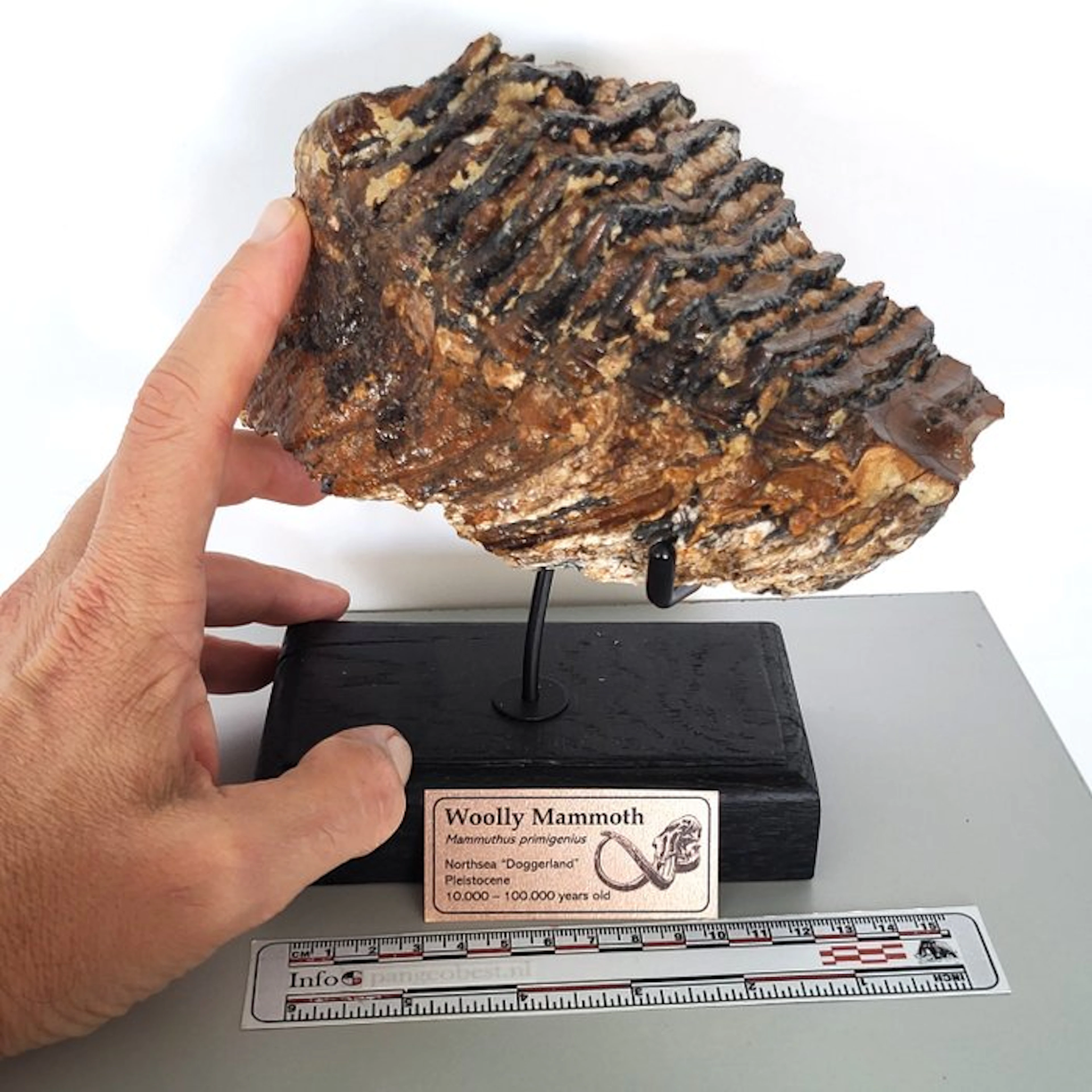 Fossil Woolly Mammoth tooth on a handmade stand - Fossil...