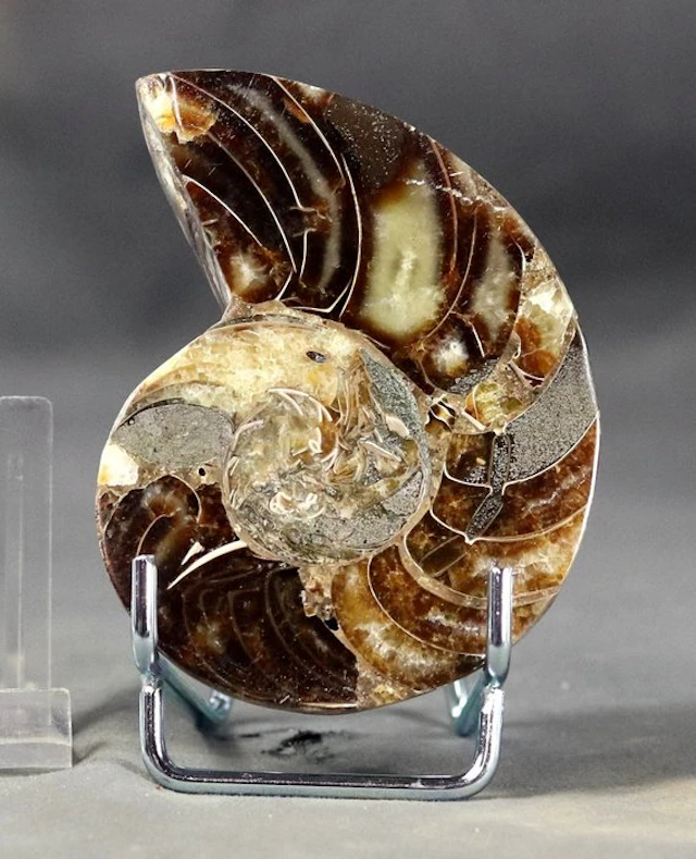 Finest decorative Nautiloid slice - On stand - Fossilised...