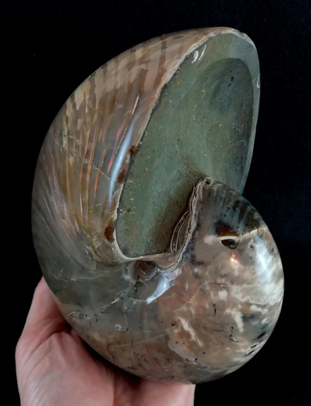Excellent nautilus!!! – impressive colors - Fossilised...