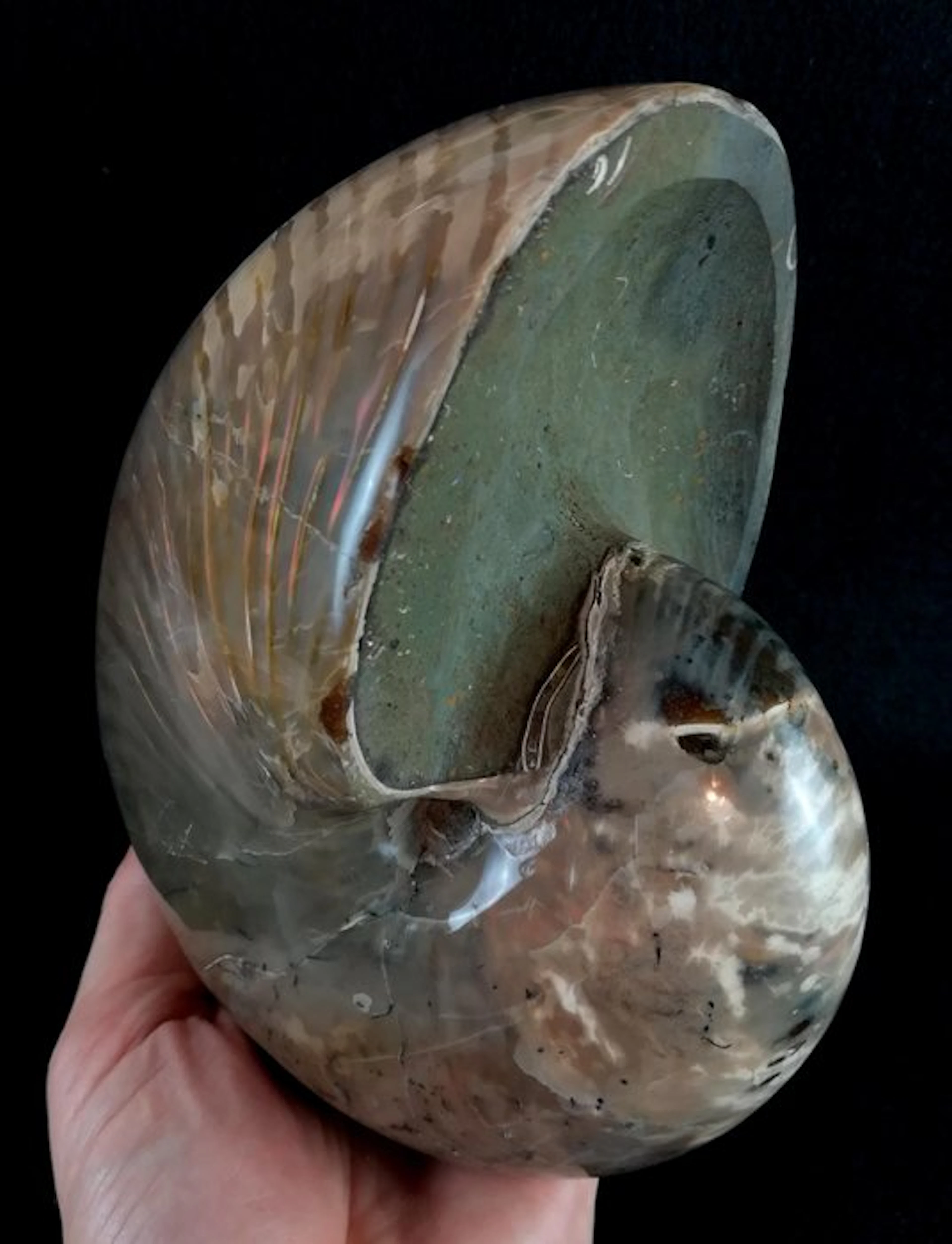 Excellent nautilus!!! – impressive colors - Fossilised...
