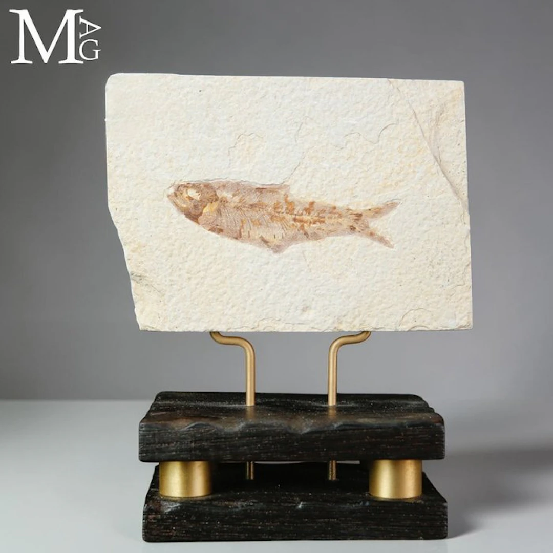 Authentic Eocene Knightia Fish Fossil - Well-Preserved...