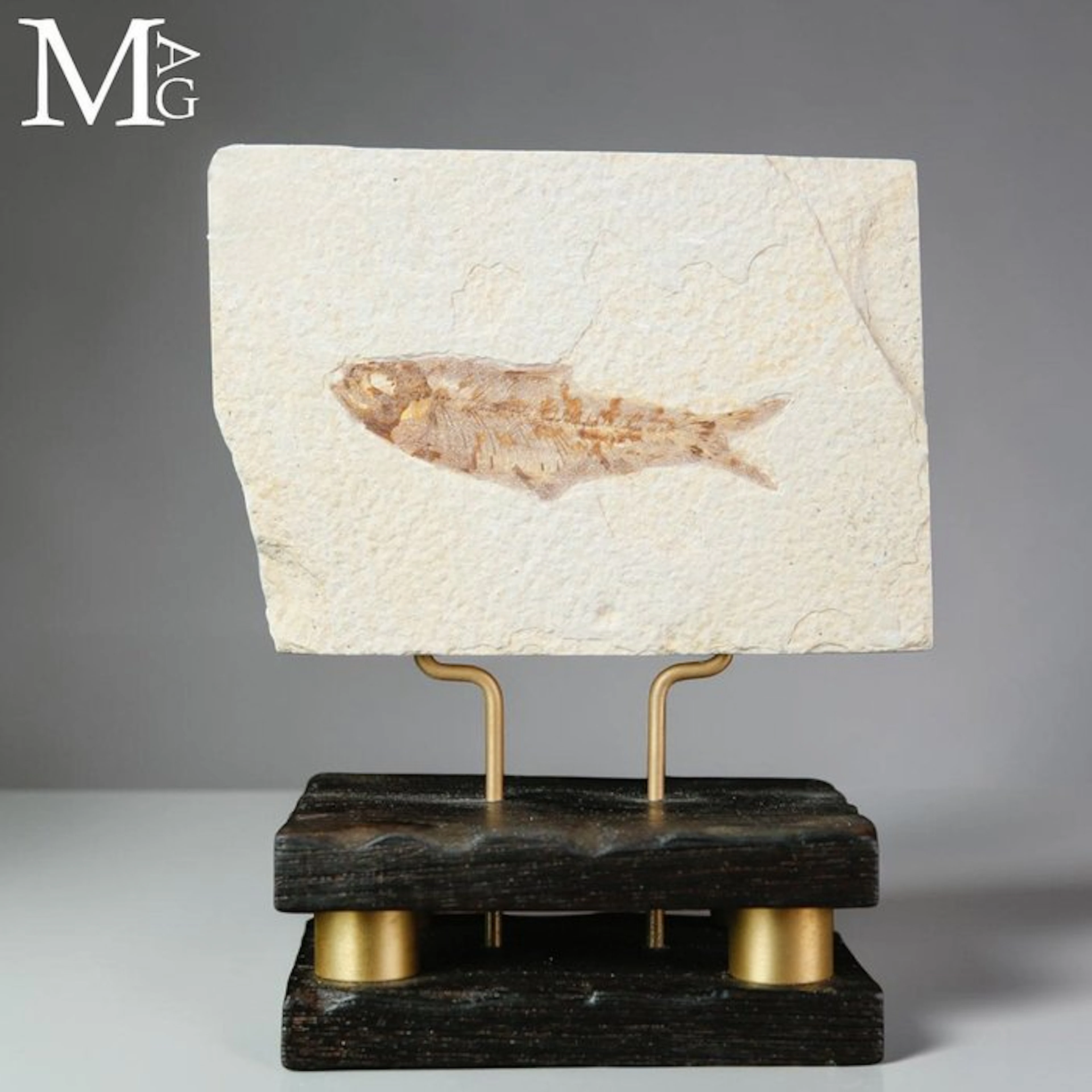 Authentic Eocene Knightia Fish Fossil - Well-Preserved...