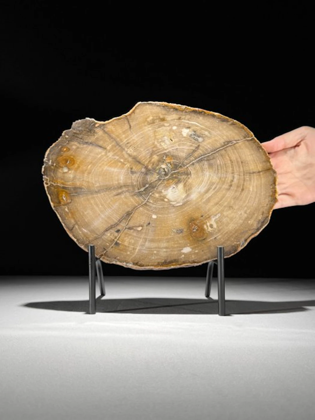 Stunning Slice of Petrified Wood on a custom stand...