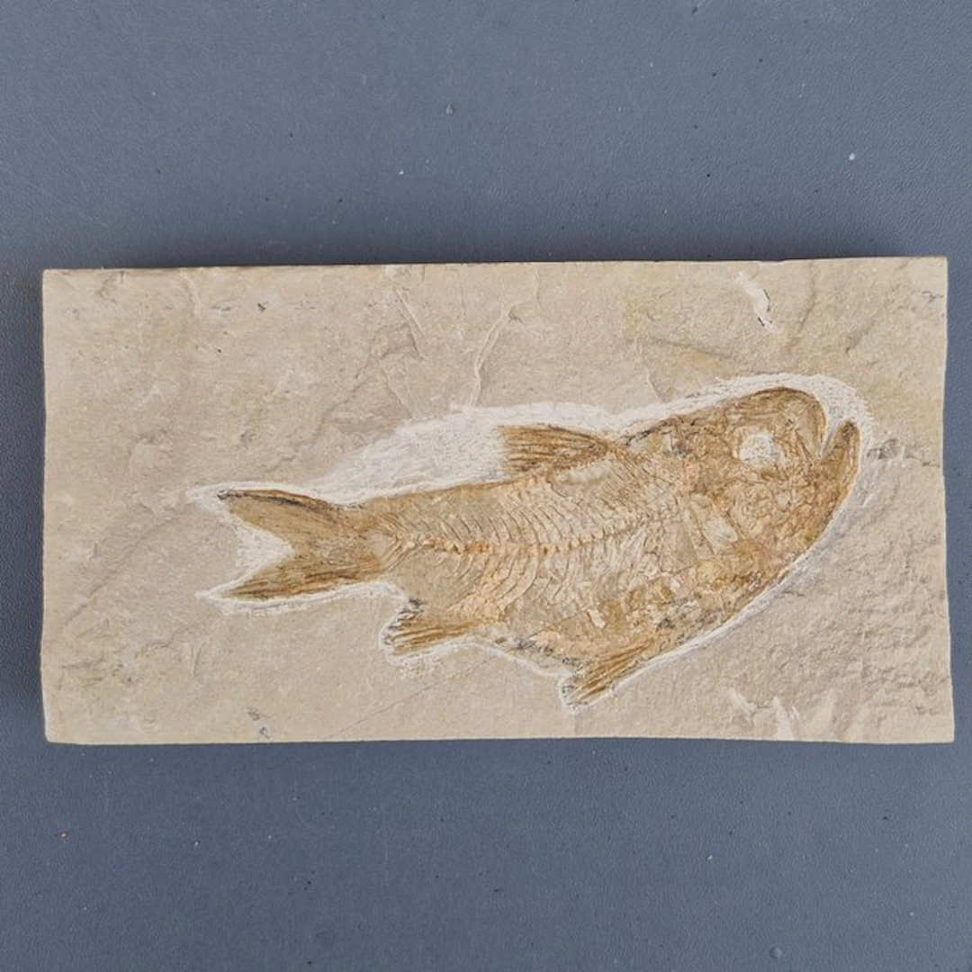 Fossil fish - Fossil skeleton - Sedenhorstia - 126 mm - 66 mm (No