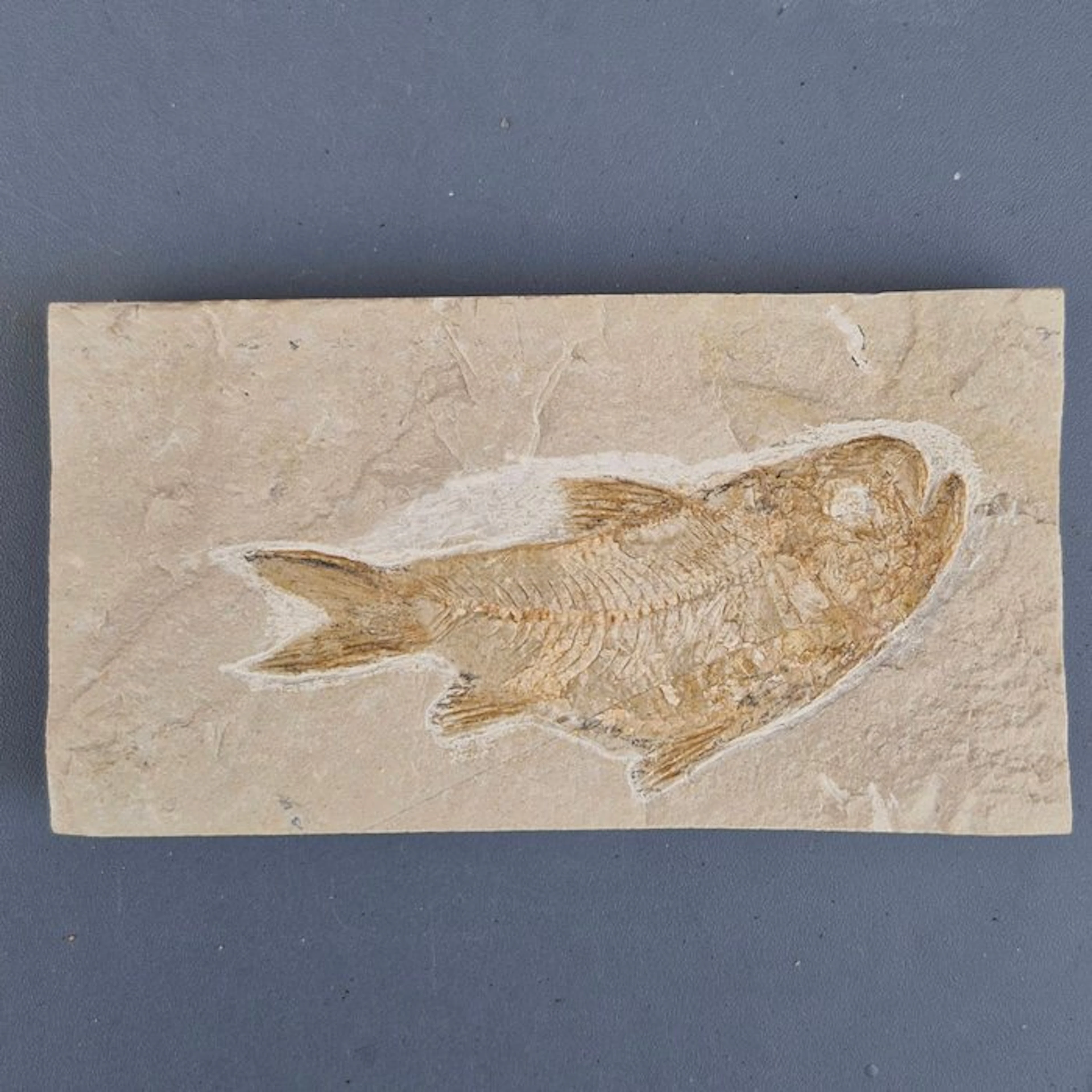 Fossil fish - Fossil skeleton - Sedenhorstia - 126 mm - 66 mm (No