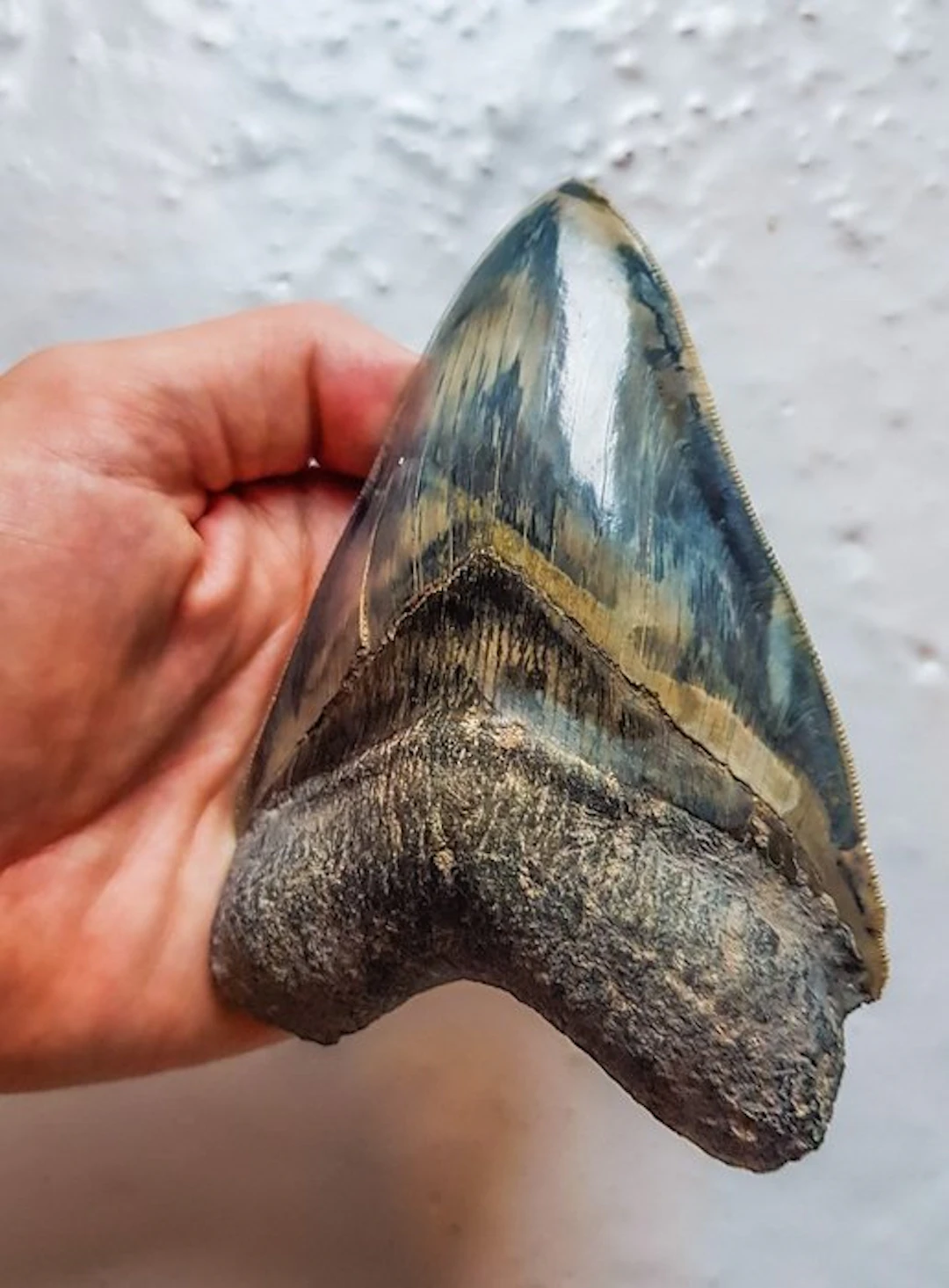 Megalodon - Fossil tooth - 13.1 cm - 9.3 cm