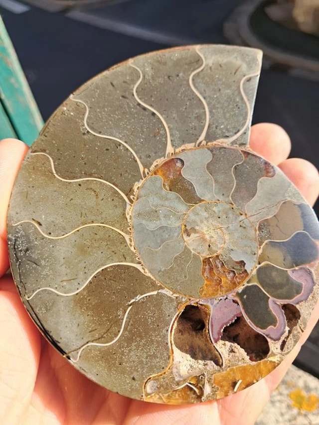 Ammonite - Fossilised animal - cleoniceras - 12.3 cm - 9.5 cm (No