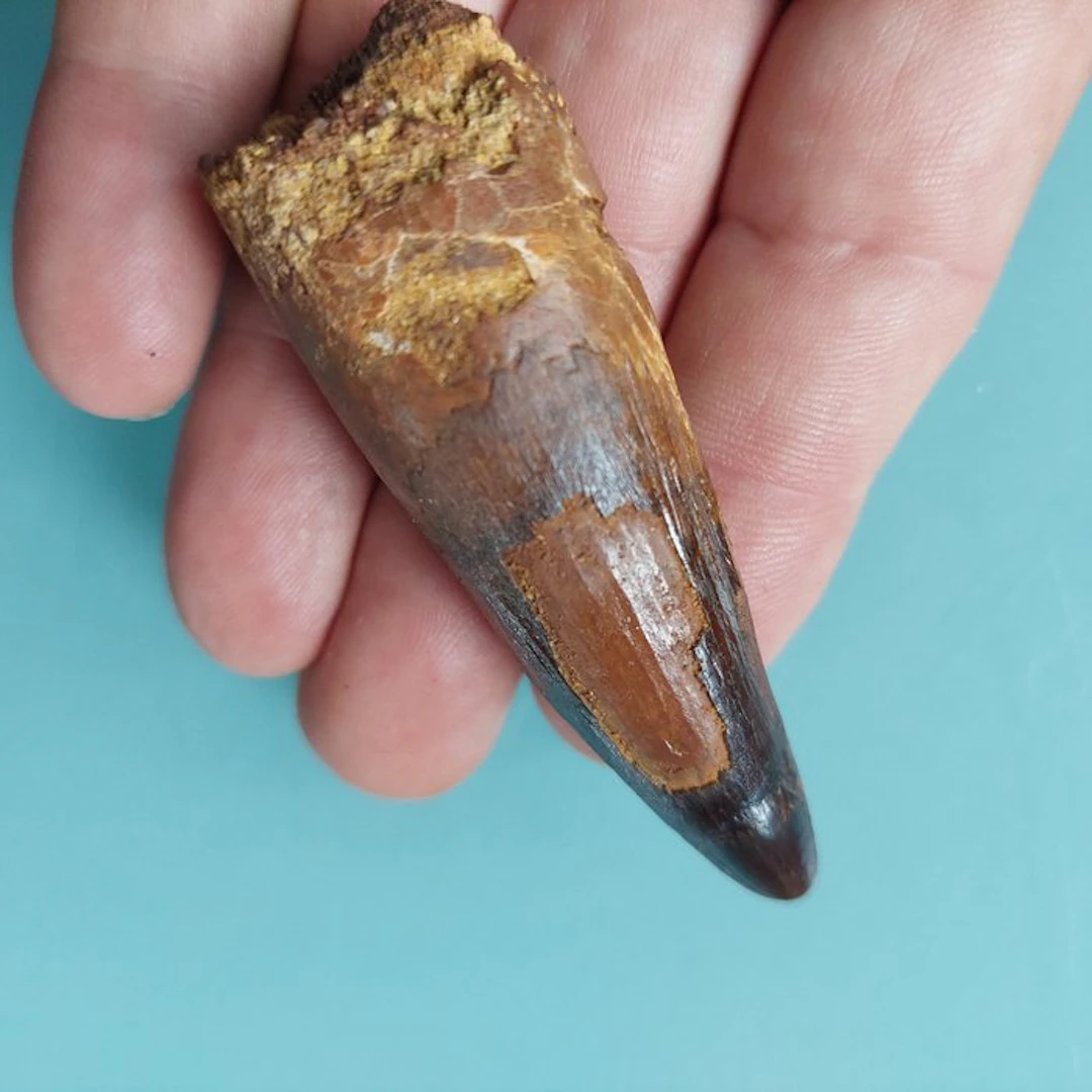 Spinosaur - Fossil tooth - 75 mm - 30 mm