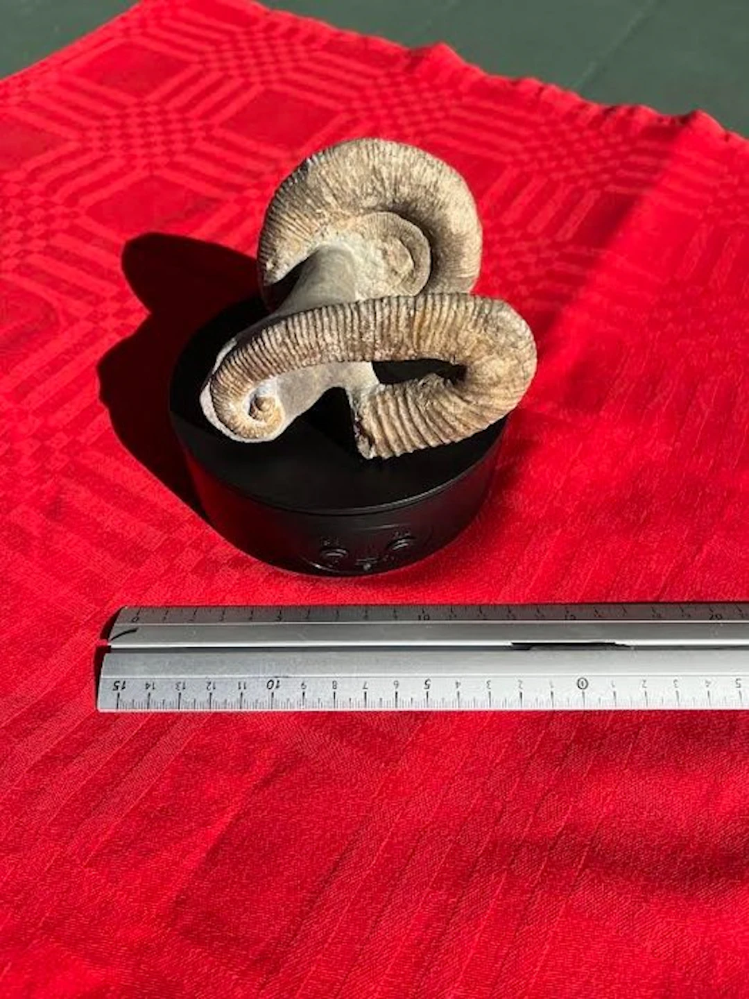 Ammonite - Fossilised animal - Ammonite hétéromorphe...