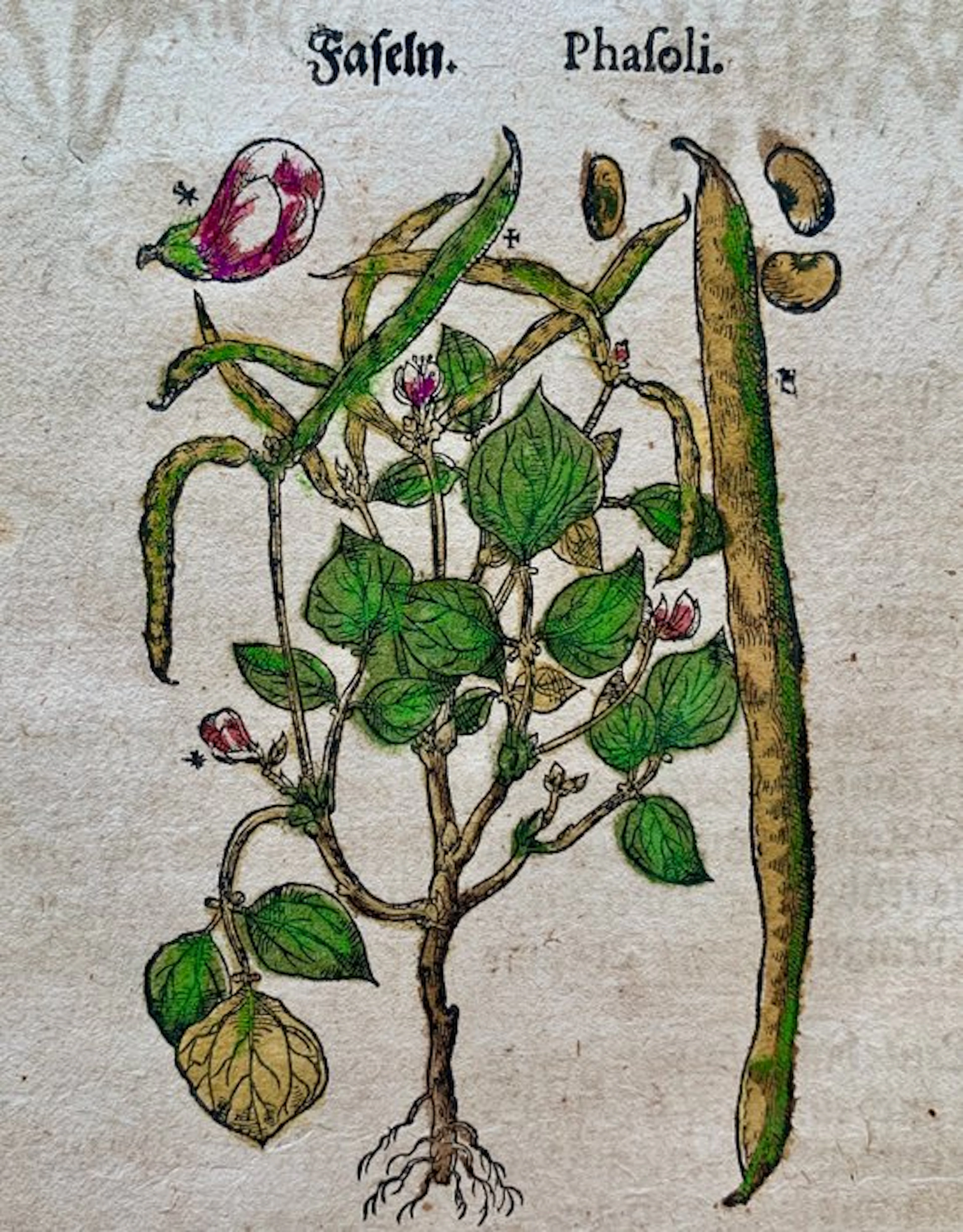 Pietro Andrea Mattioli - Contemporary hand-coloured leaf...