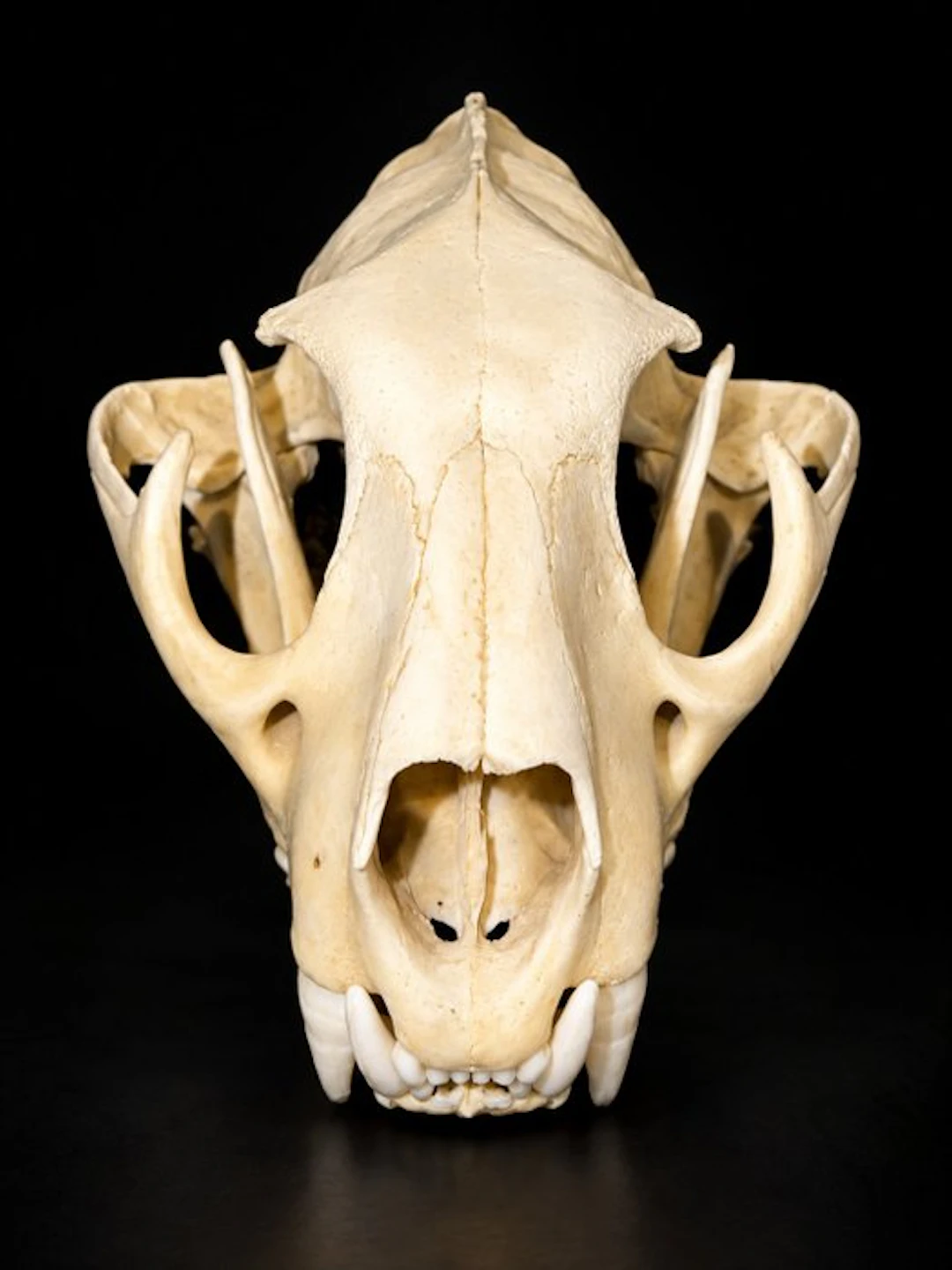 Cougar Skull - PUMA CONCOLOR - 11 cm - 22 cm - 15 cm...