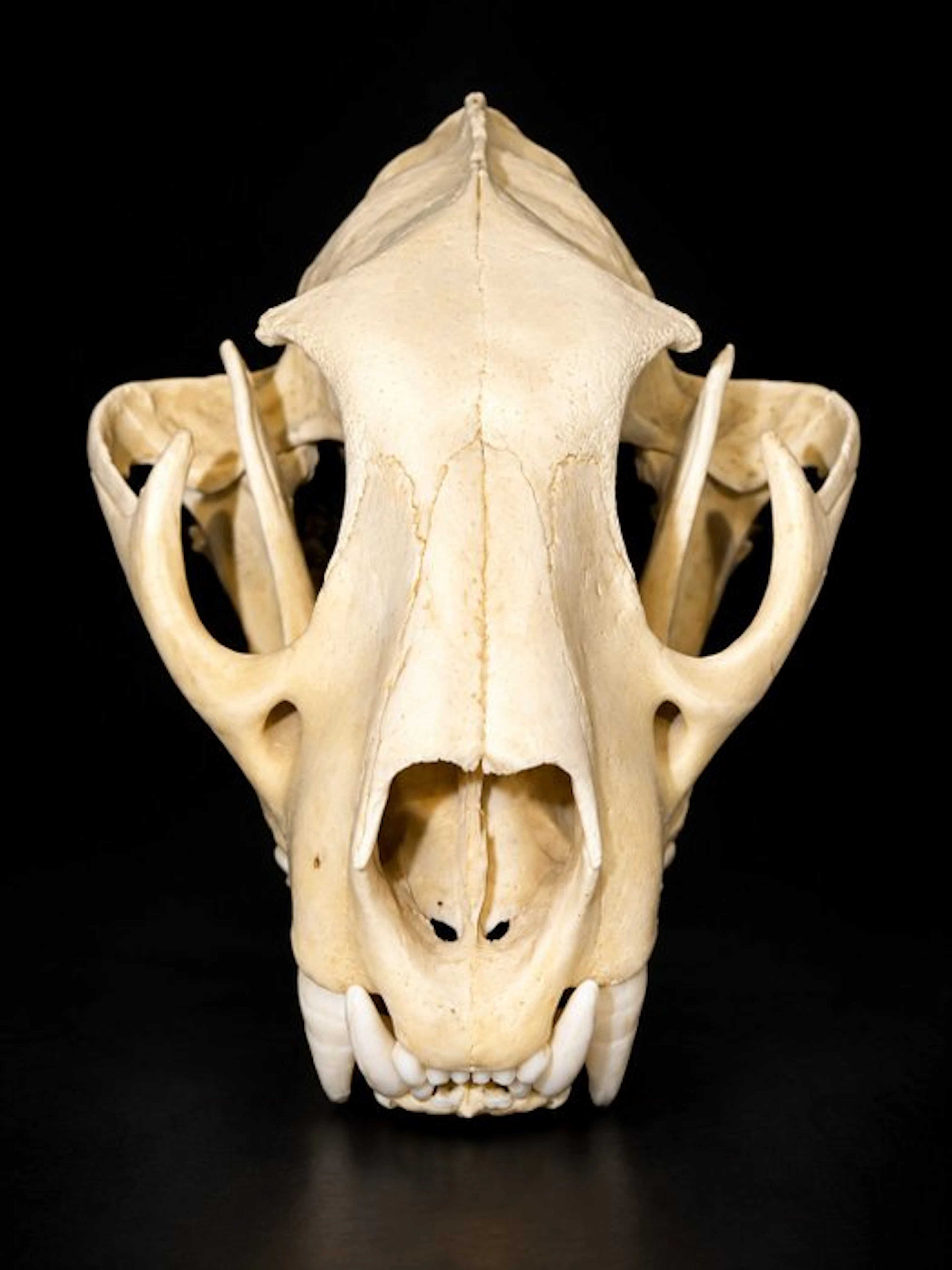 Cougar Skull - PUMA CONCOLOR - 11 cm - 22 cm - 15 cm...