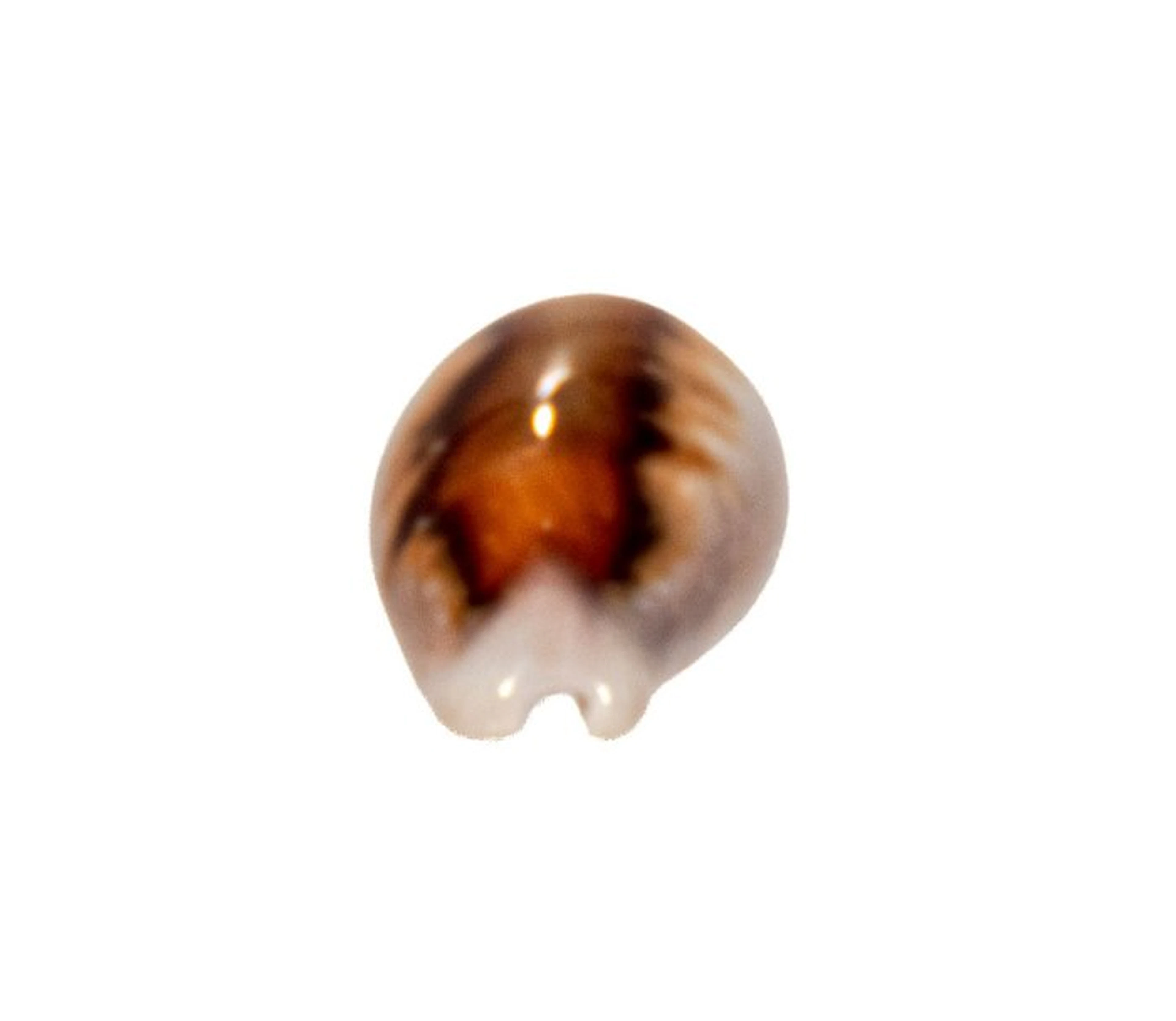 Rarity: Neobernaya spadicea 40mm | Top condition (GEM...