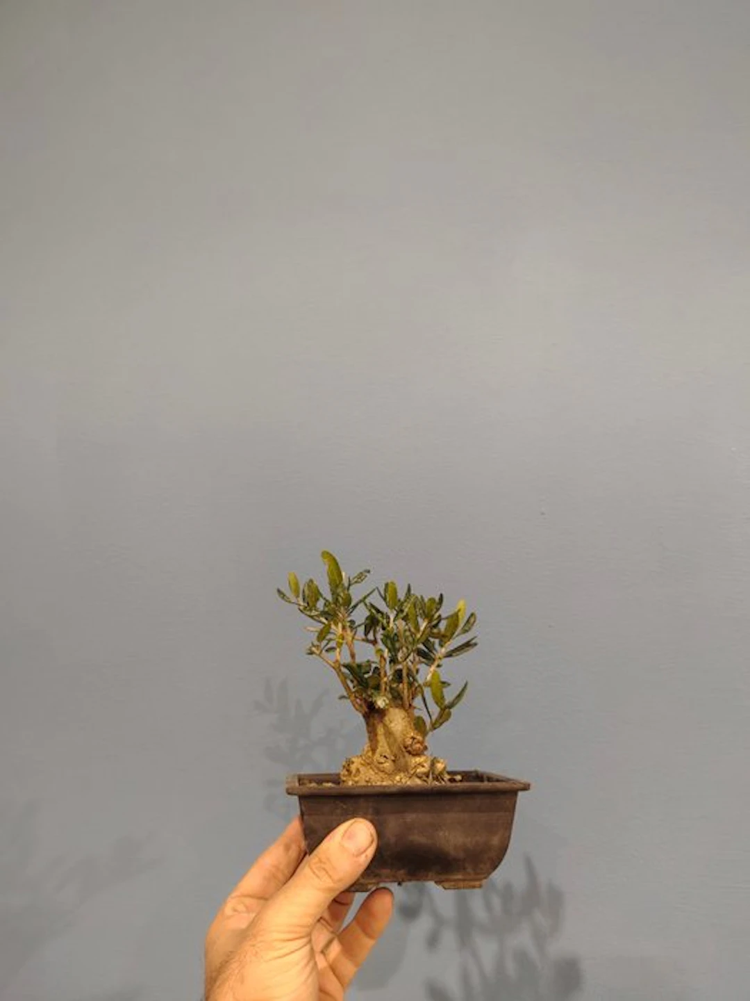 Olive bonsai (Olea europaea) - Height (Tree): 14 cm - Depth (Tree):