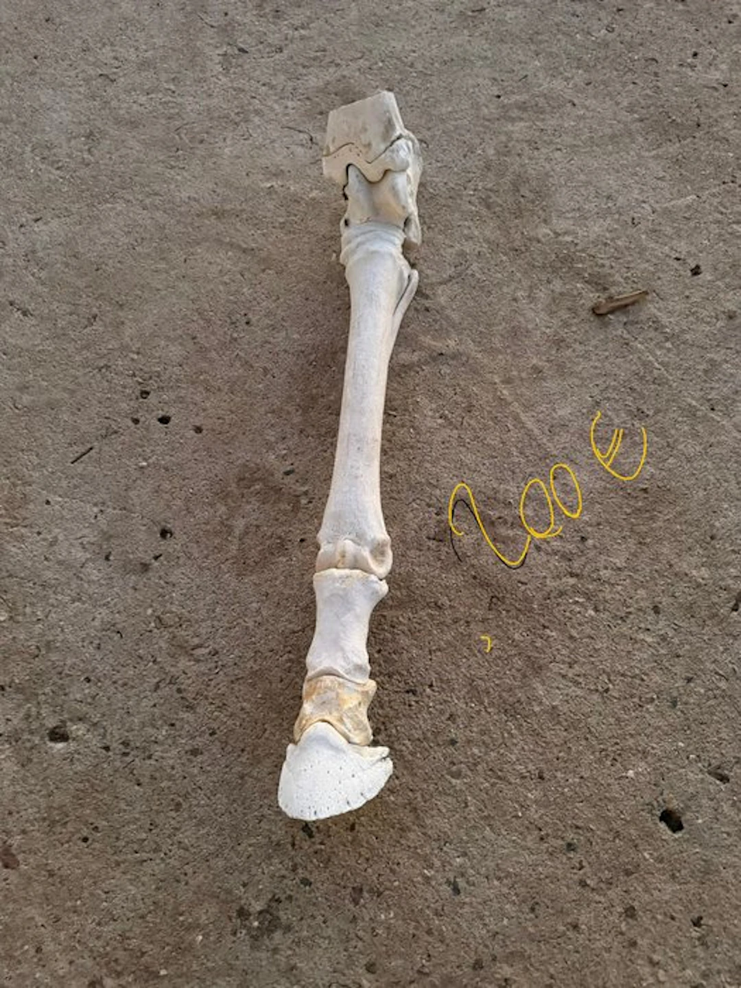 Plains Zebra Taxidermy full body mount - Equus quagga...