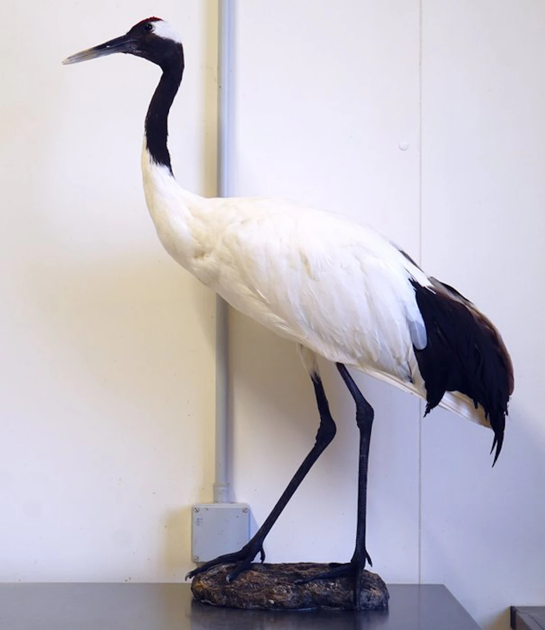 Manchurian crane Taxidermy full body mount - Grus...
