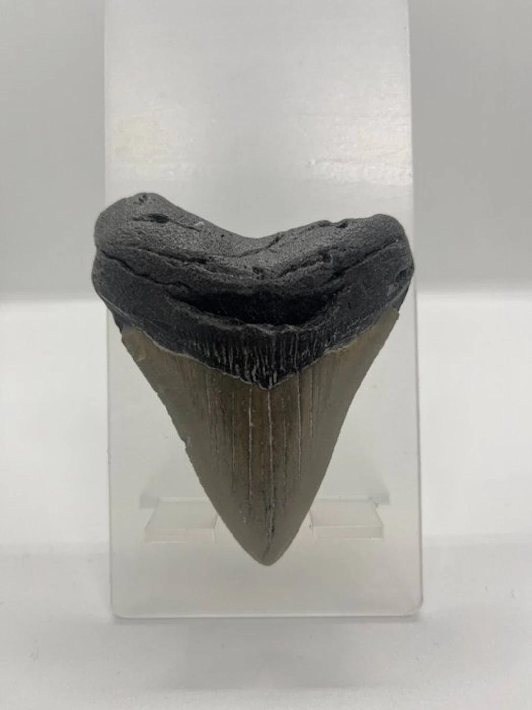 Megalodon - Fossil tooth - 8.5 cm - 7 cm