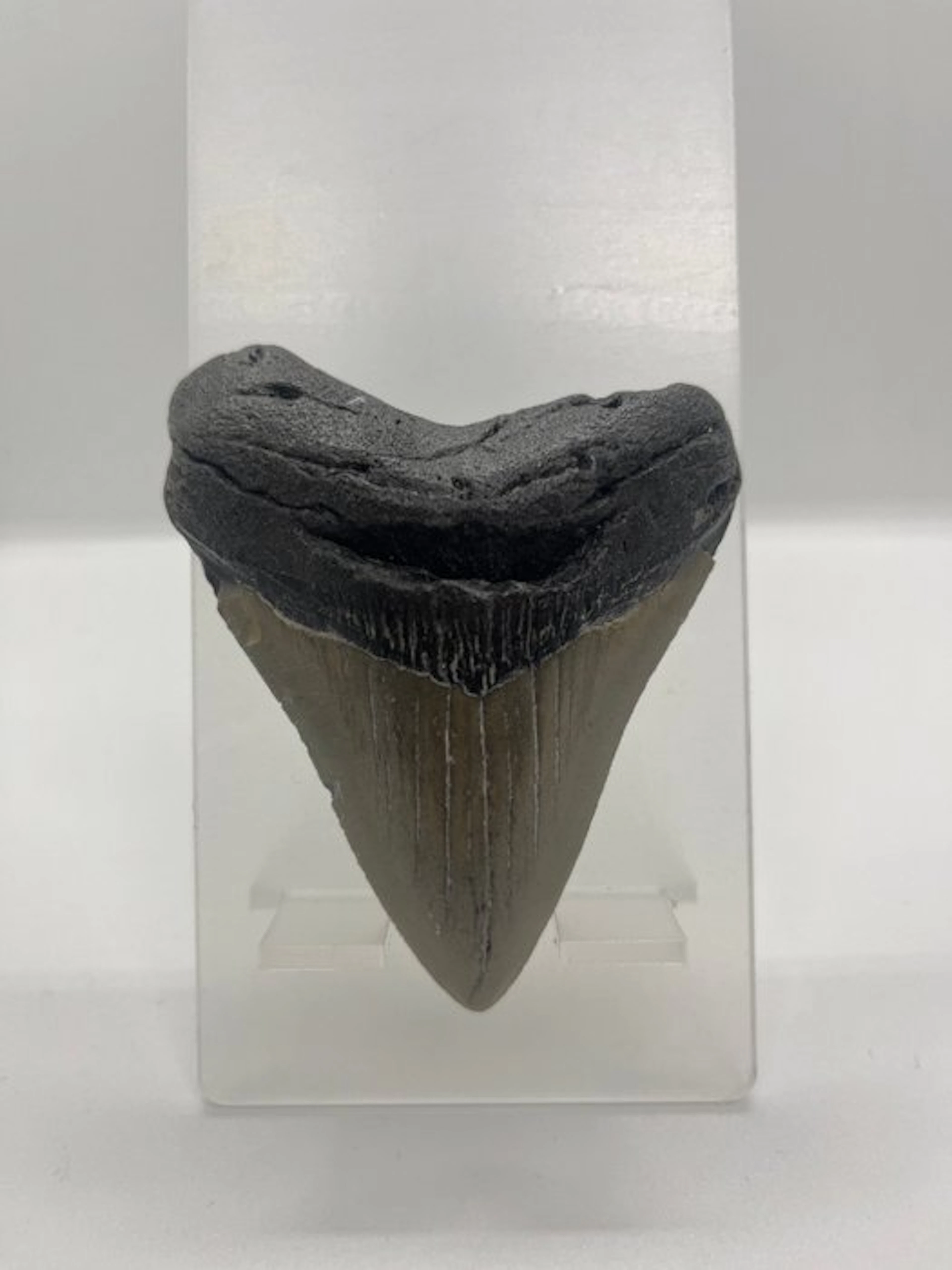 Megalodon - Fossil tooth - 8.5 cm - 7 cm
