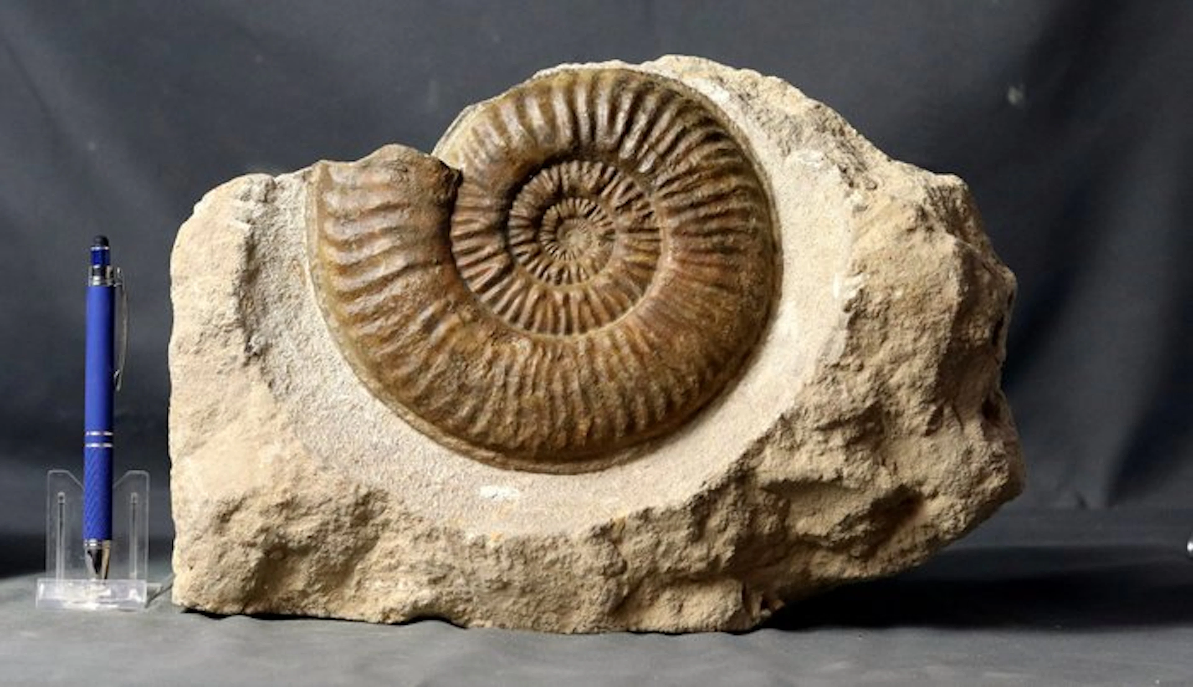A big ammonite on stone - Rare species - Fossilised animal - Denkmannia aff