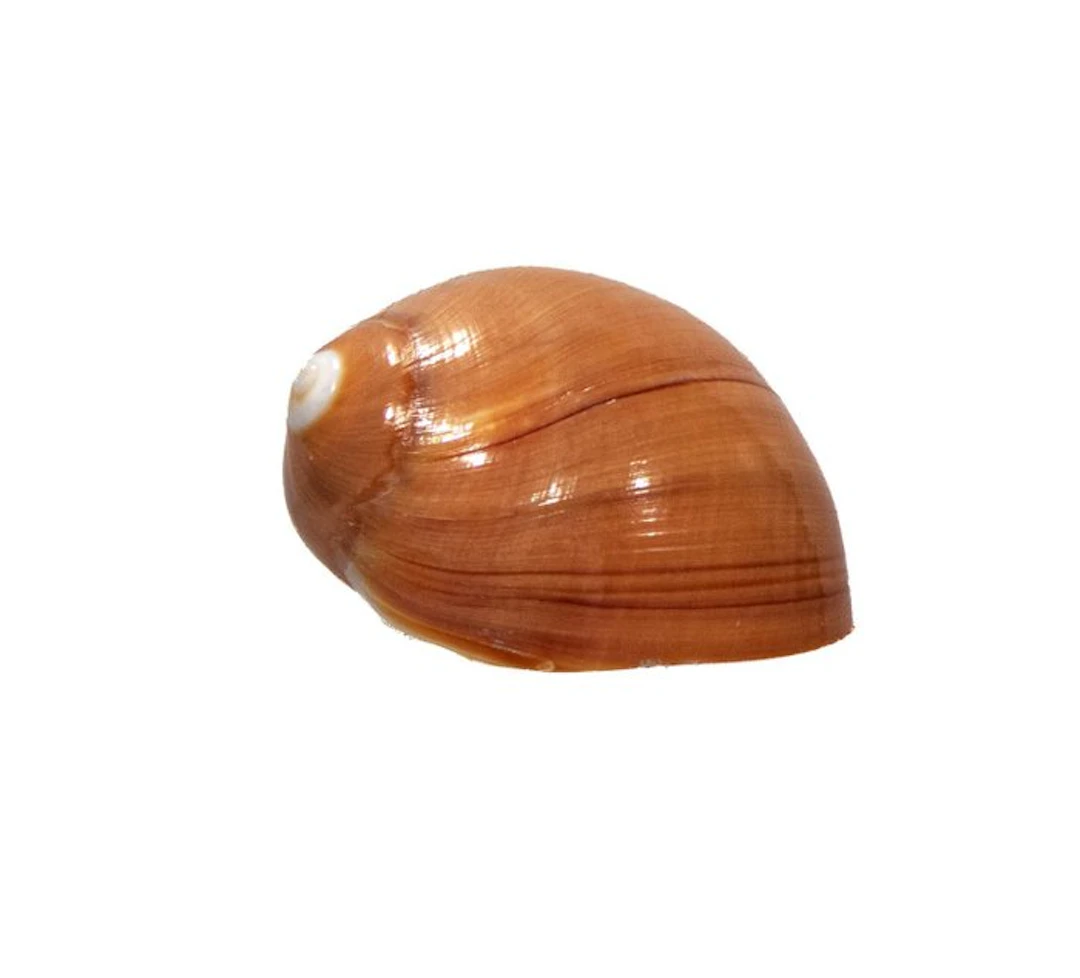 Polinices aurantius (40 mm