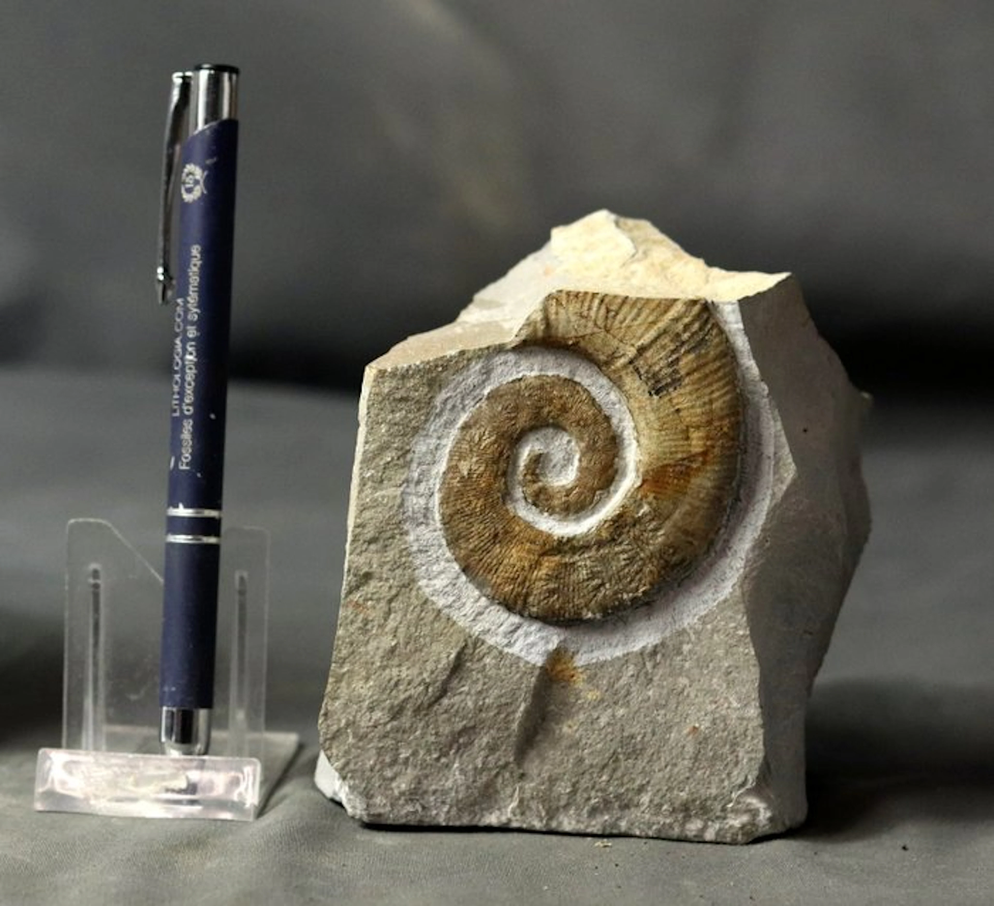 Fine uncoiled ammonite - On stone - Visible suture lines...