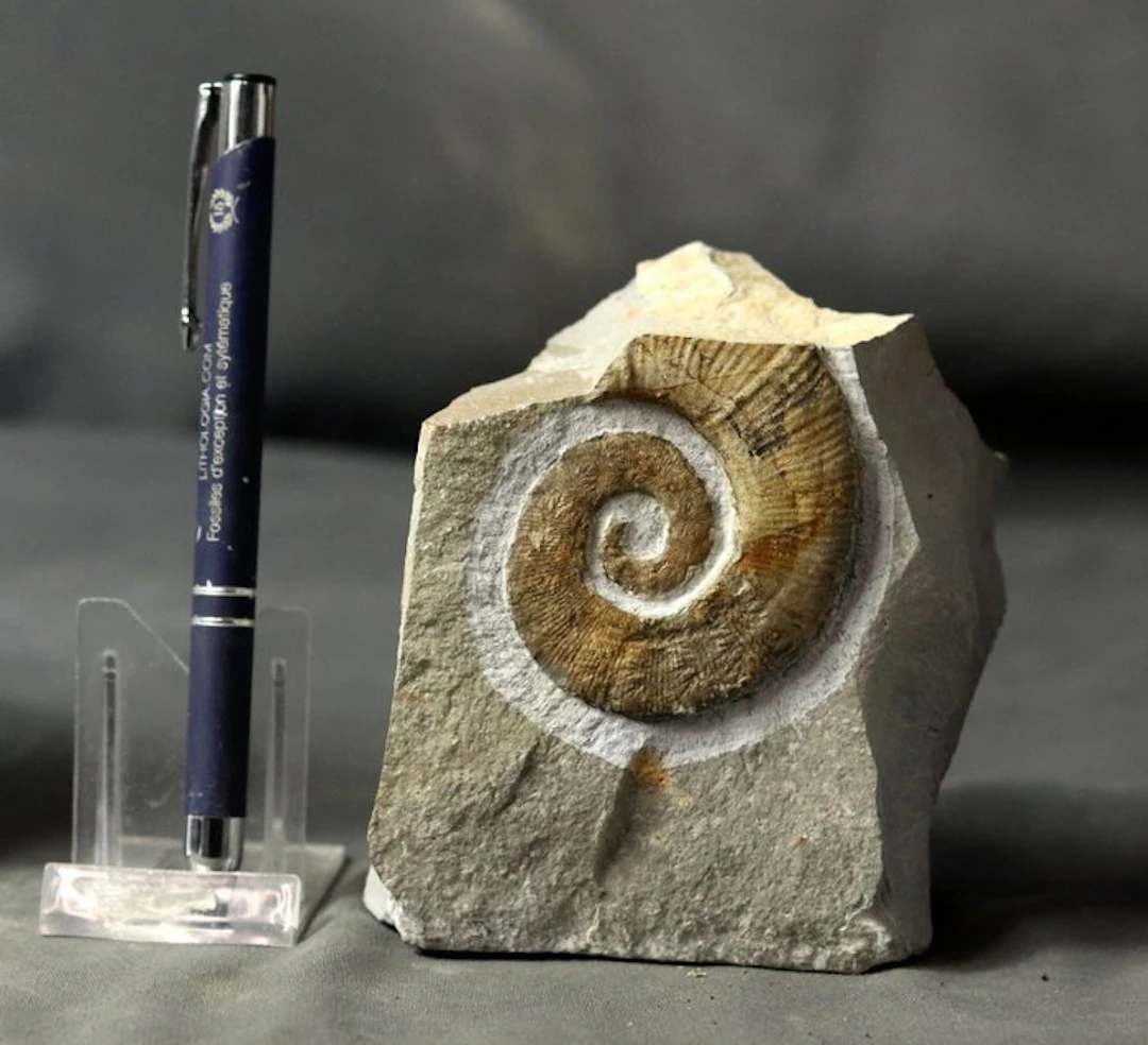 Fine uncoiled ammonite - On stone - Visible suture lines...
