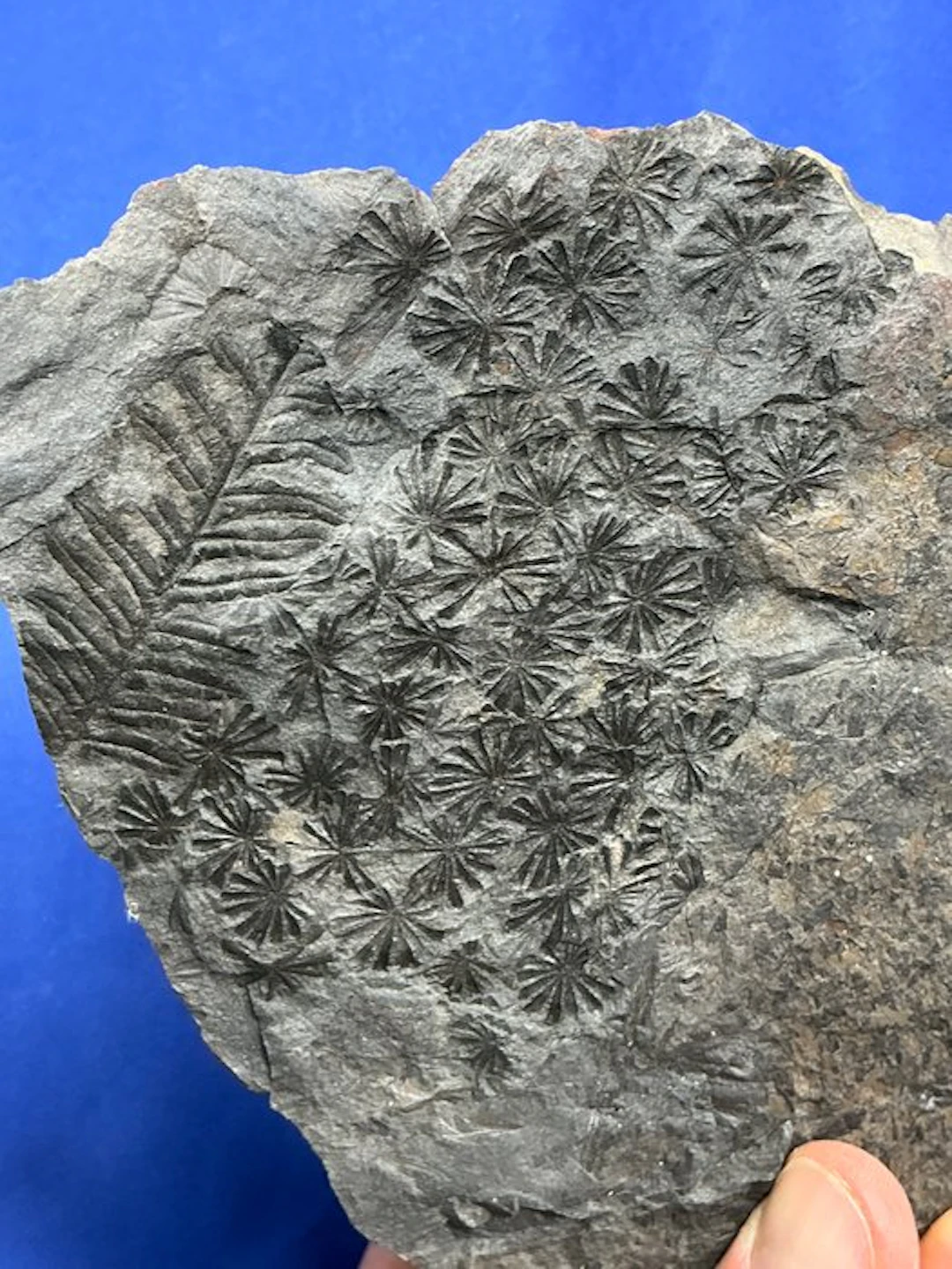 Lovely carboniferous plant fossil - Fossilised plant...