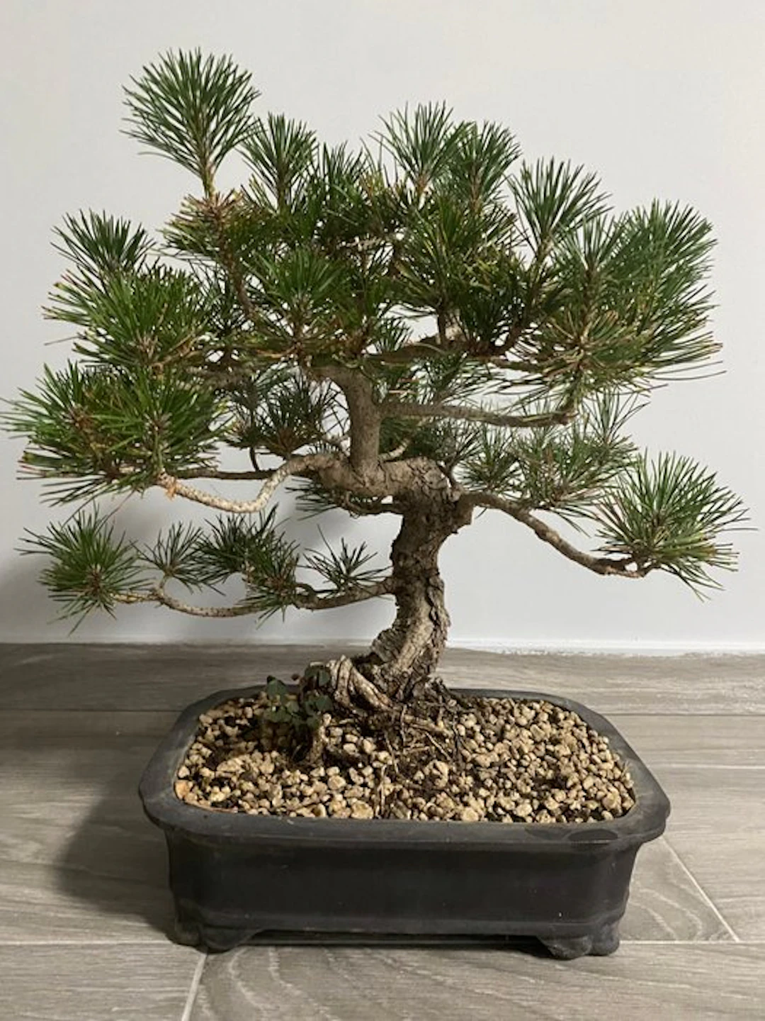 Pine bonsai (Pinus) - Height (Tree): 35 cm - Depth (Tree): 35 cm - Japan