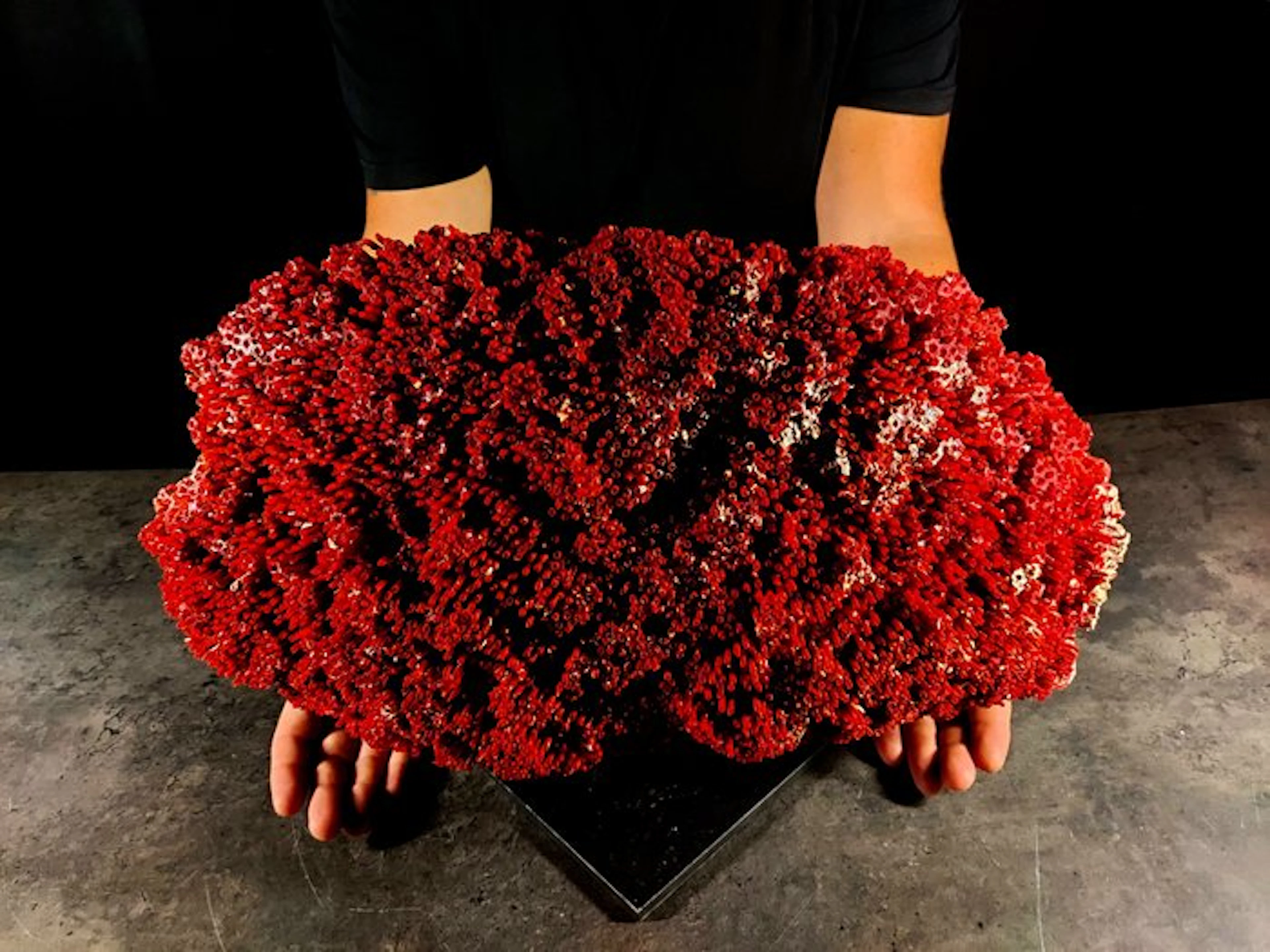 Impressive red coral in organ-pipe form