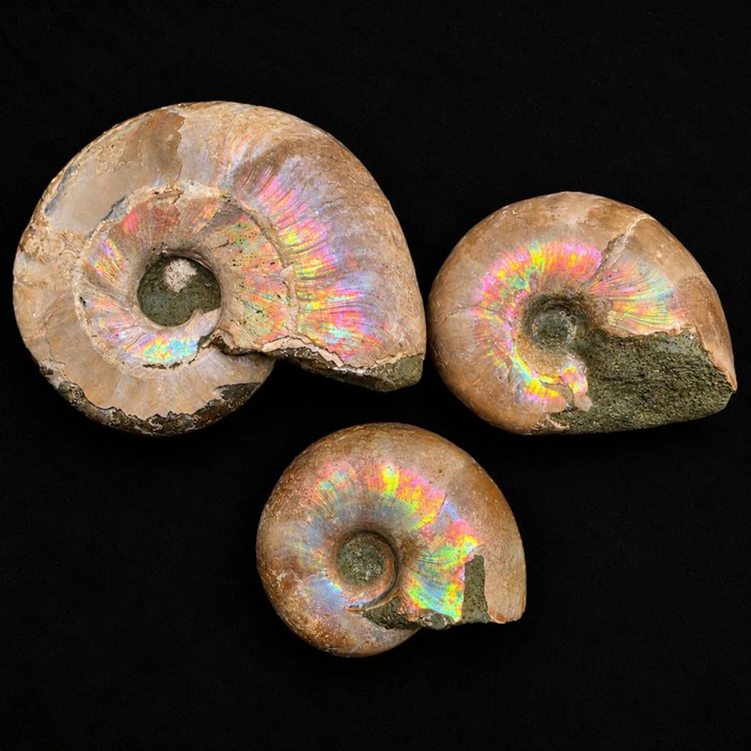 Spectacular Set of 3 Iridescent Cleoniceras Ammonites...