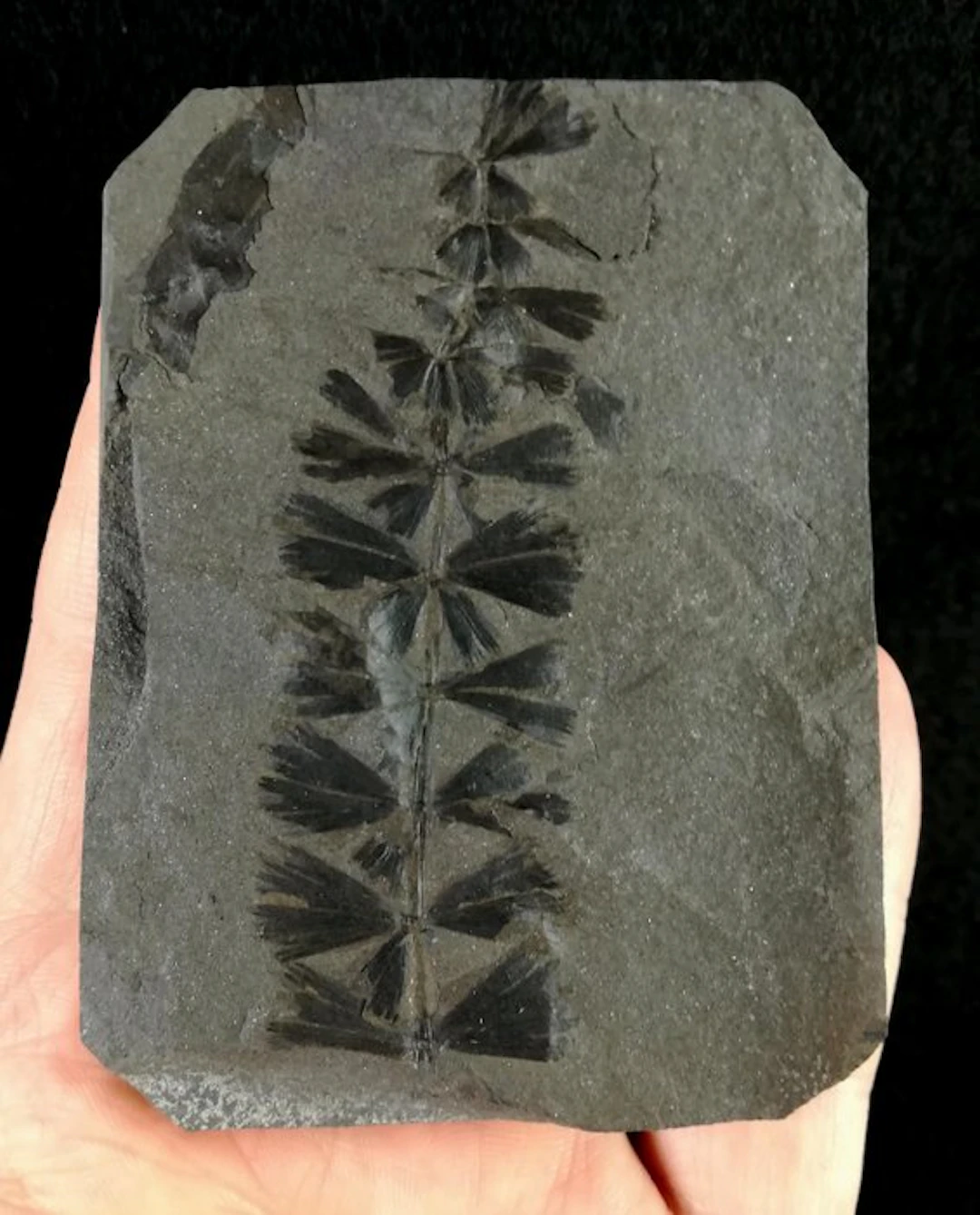 Fossil plant with exceptional preservation!! - Horsetail...