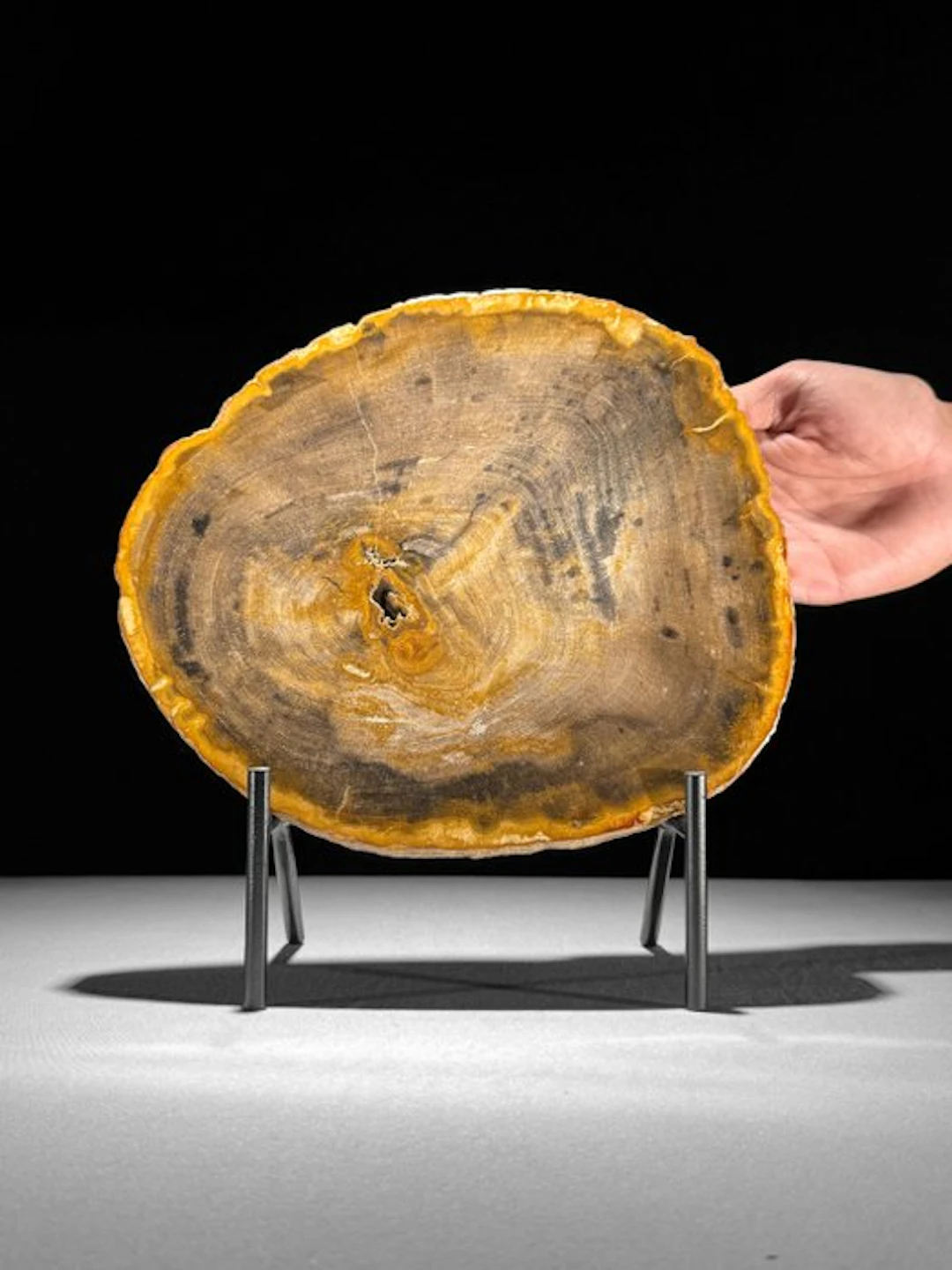Stunning Slice of Petrified Wood on a custom stand...