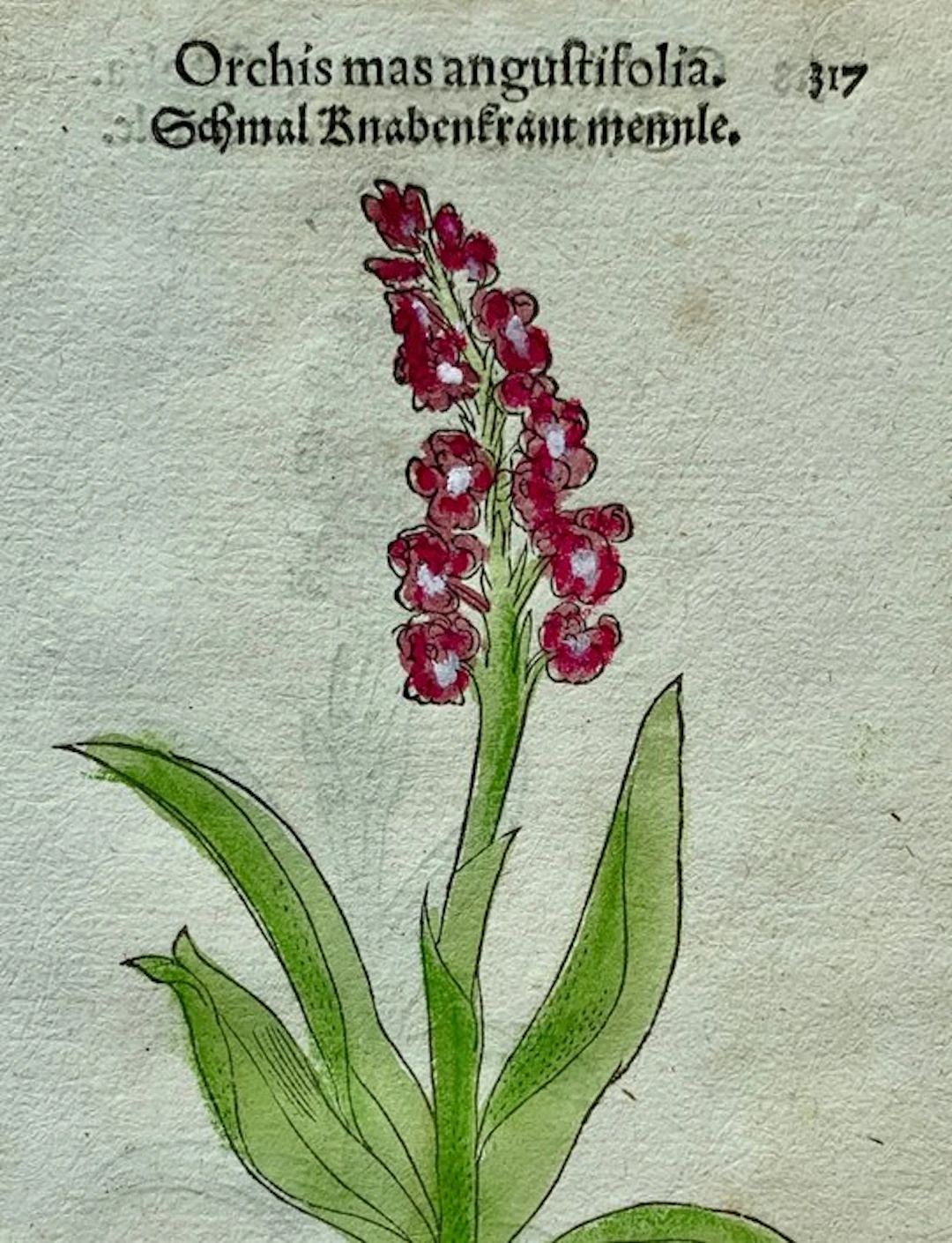 Leonhart Fuchs - Primi de stirpium historia...